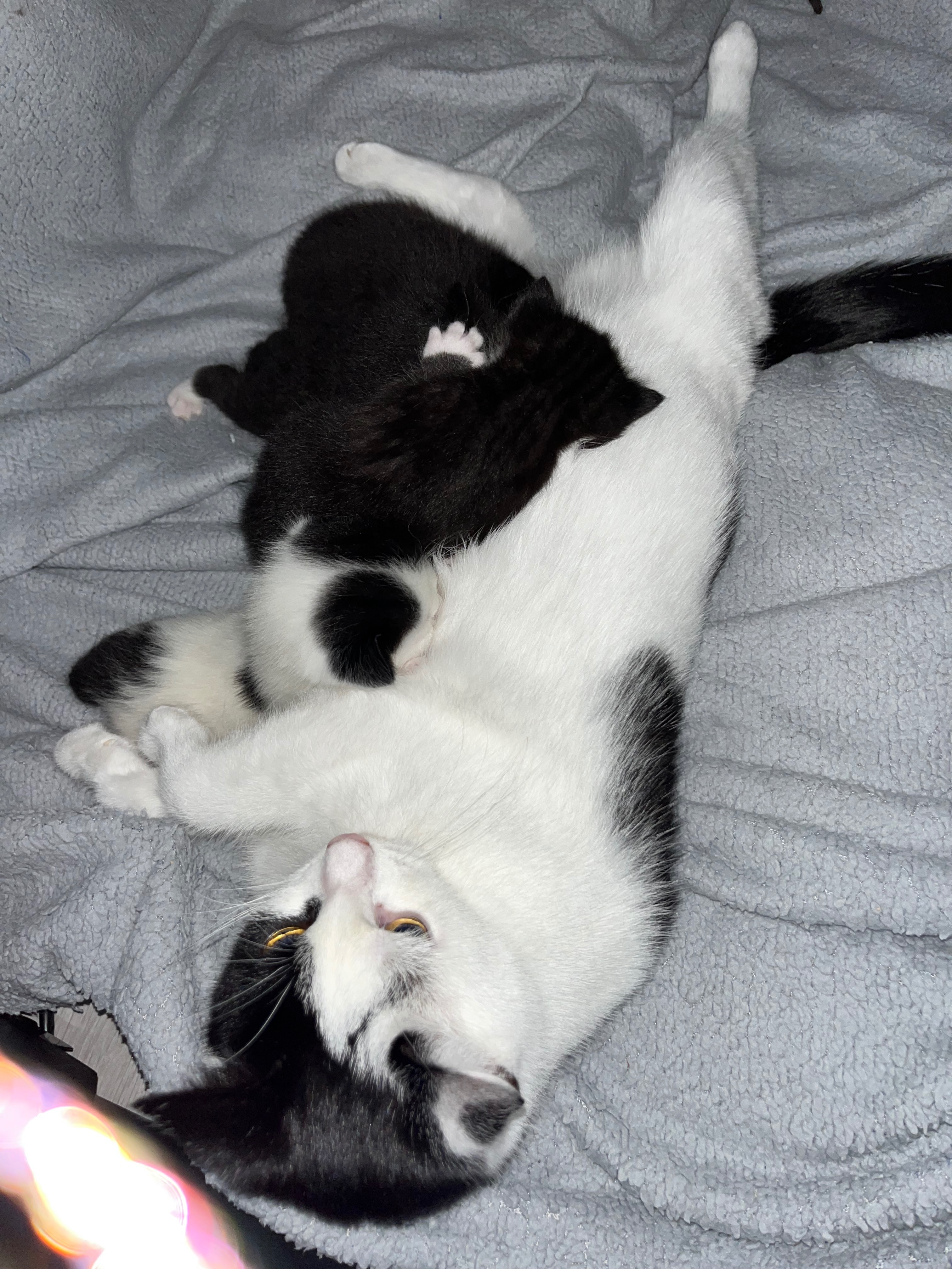 Harmony and KittyKats Neutering and Vet Fees campaign photo, 4 of 8