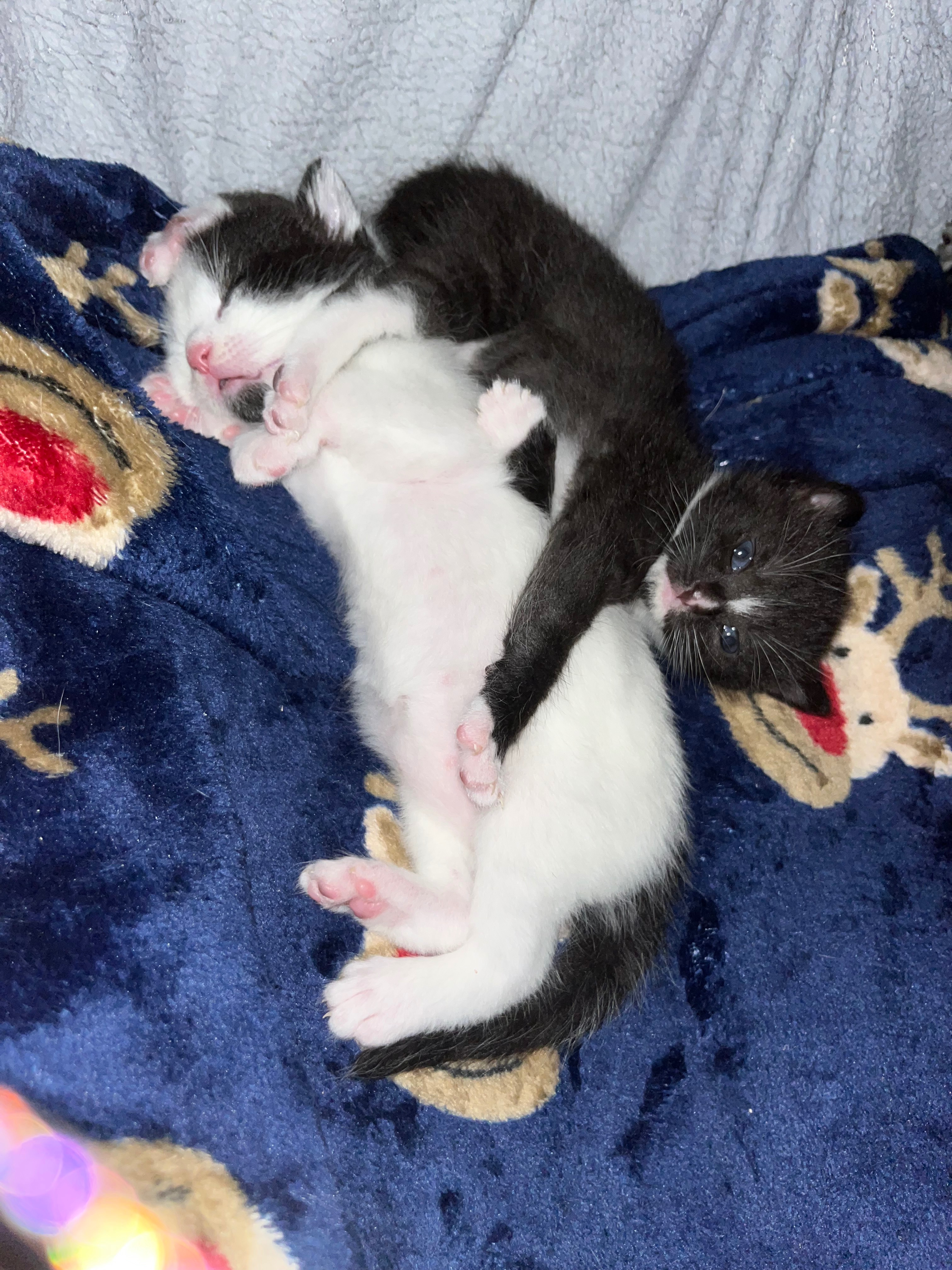 Harmony and KittyKats Neutering and Vet Fees campaign photo, 6 of 8