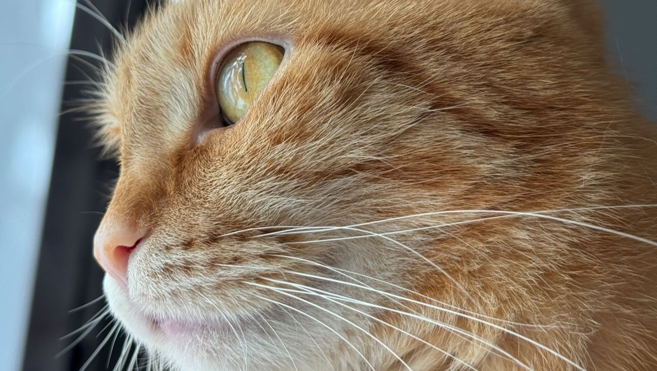 Futter und Streu für meine Katzen photo