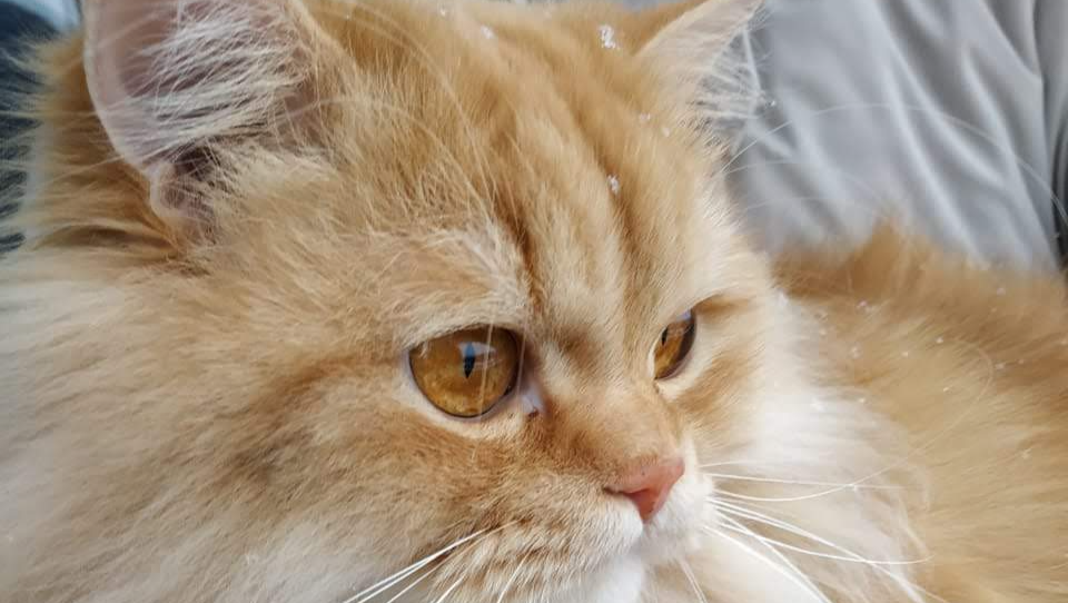 Help Simba Eat Again – Emergency Dental Costs photo