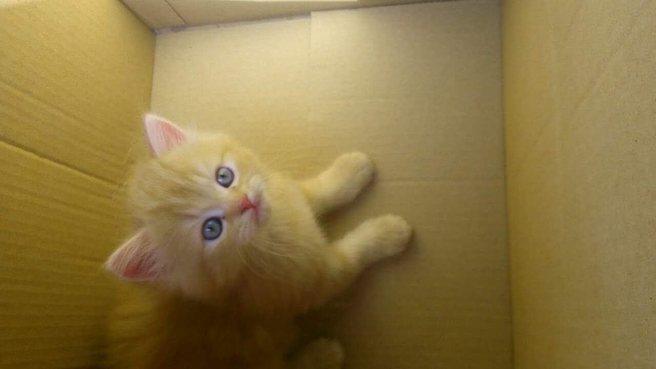 Help Simba Eat Again – Emergency Dental Costs campaign photo, 7 of 7