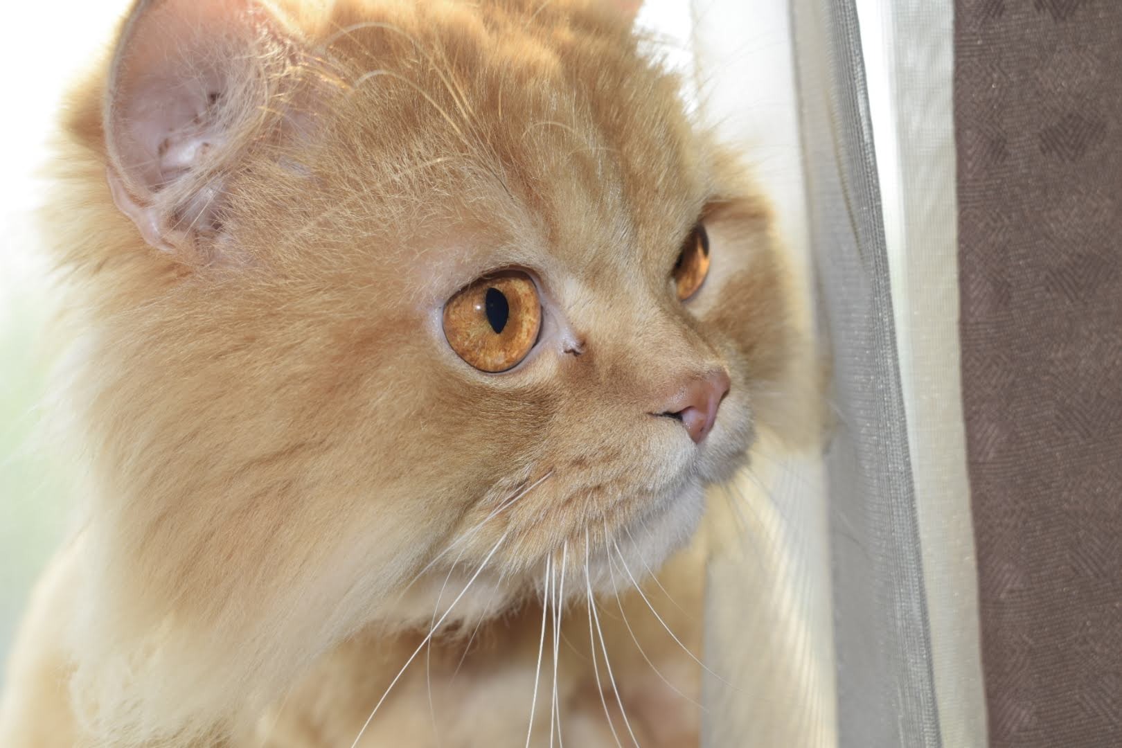 Help Simba Eat Again – Emergency Dental Costs campaign photo, 2 of 7