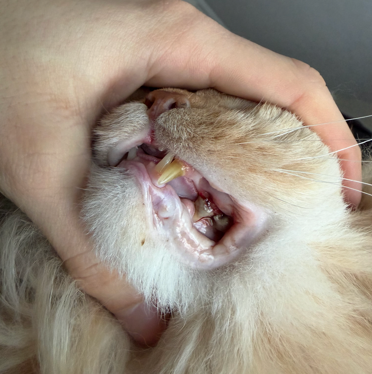Help Simba Eat Again – Emergency Dental Costs campaign photo, 4 of 7