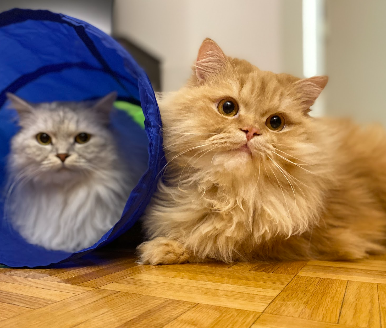 Help Simba Eat Again – Emergency Dental Costs campaign photo, 5 of 7