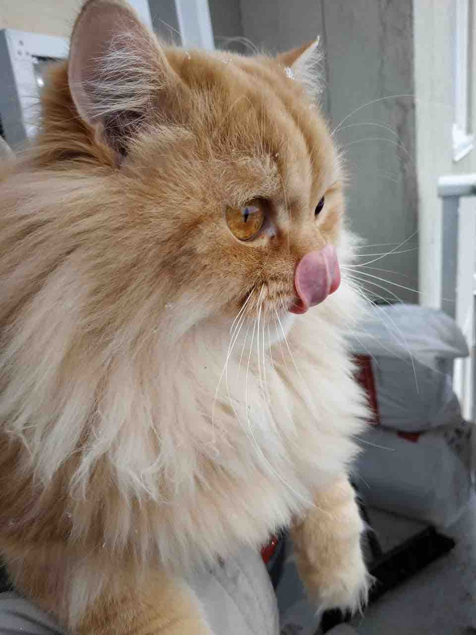 Help Simba Eat Again – Emergency Dental Costs campaign photo, 6 of 7