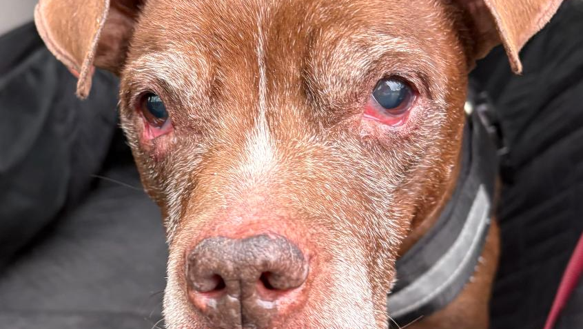 Honoring London: End of Life Care for Abandoned Senior Dogs photo
