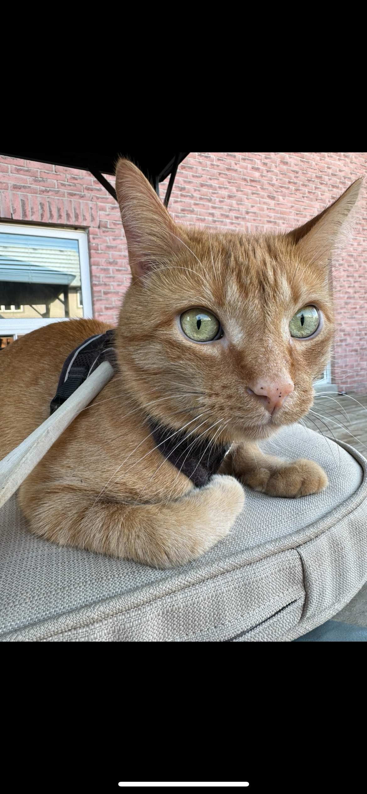 Emergency Vet Care For Chichi campaign photo, 5 of 7