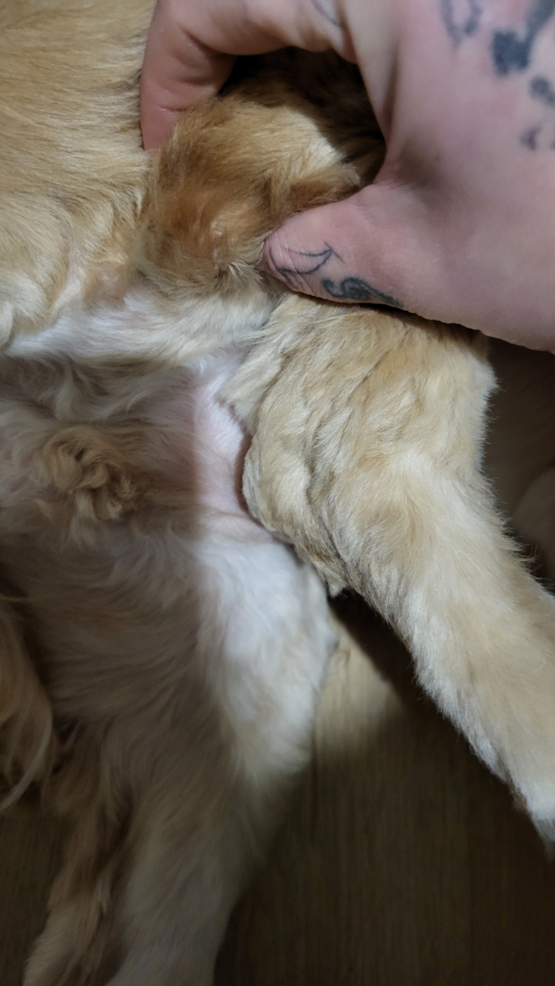 Ollys veterinary care campaign photo, 4 of 8