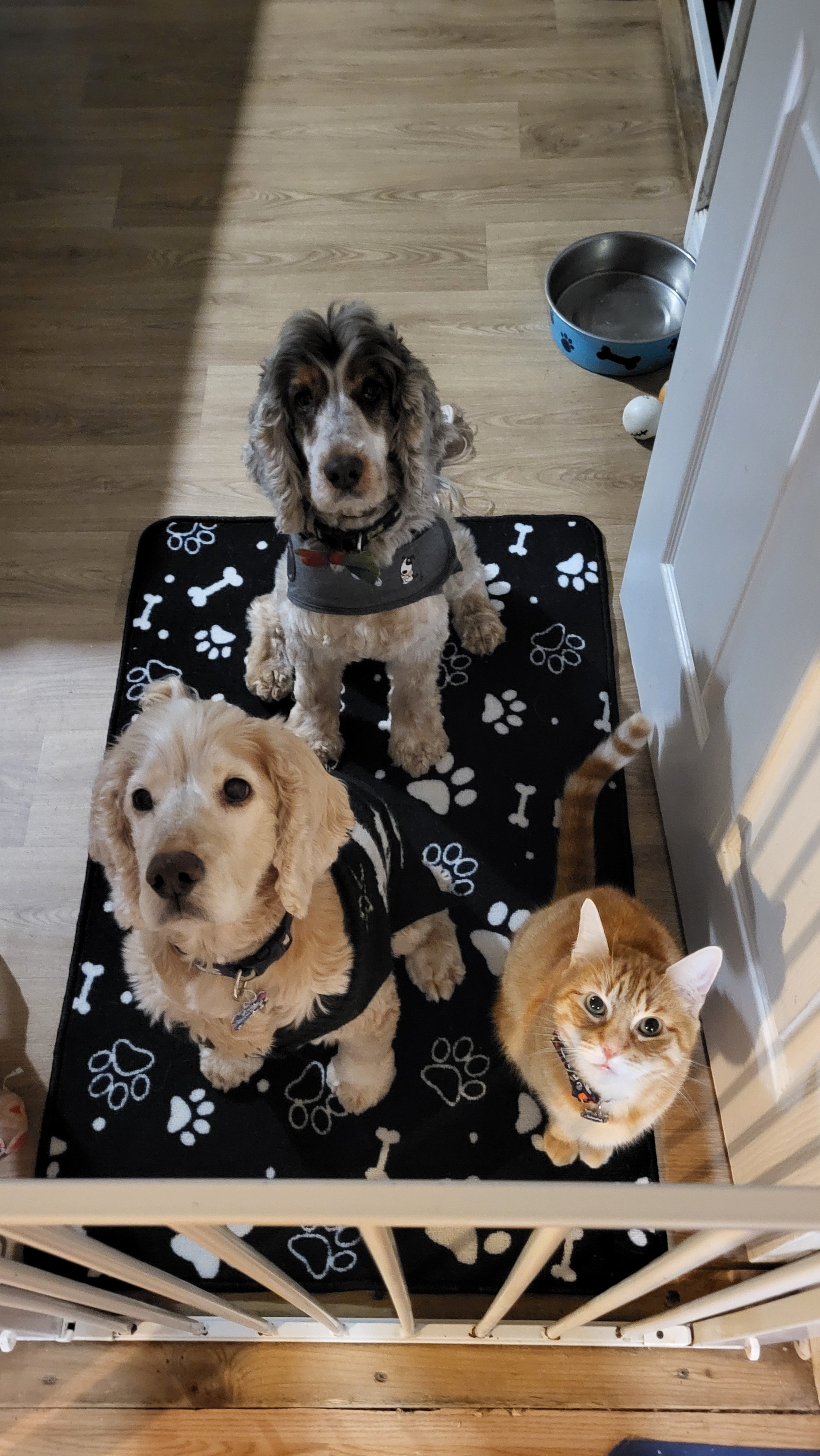 Ollys veterinary care campaign photo, 5 of 8