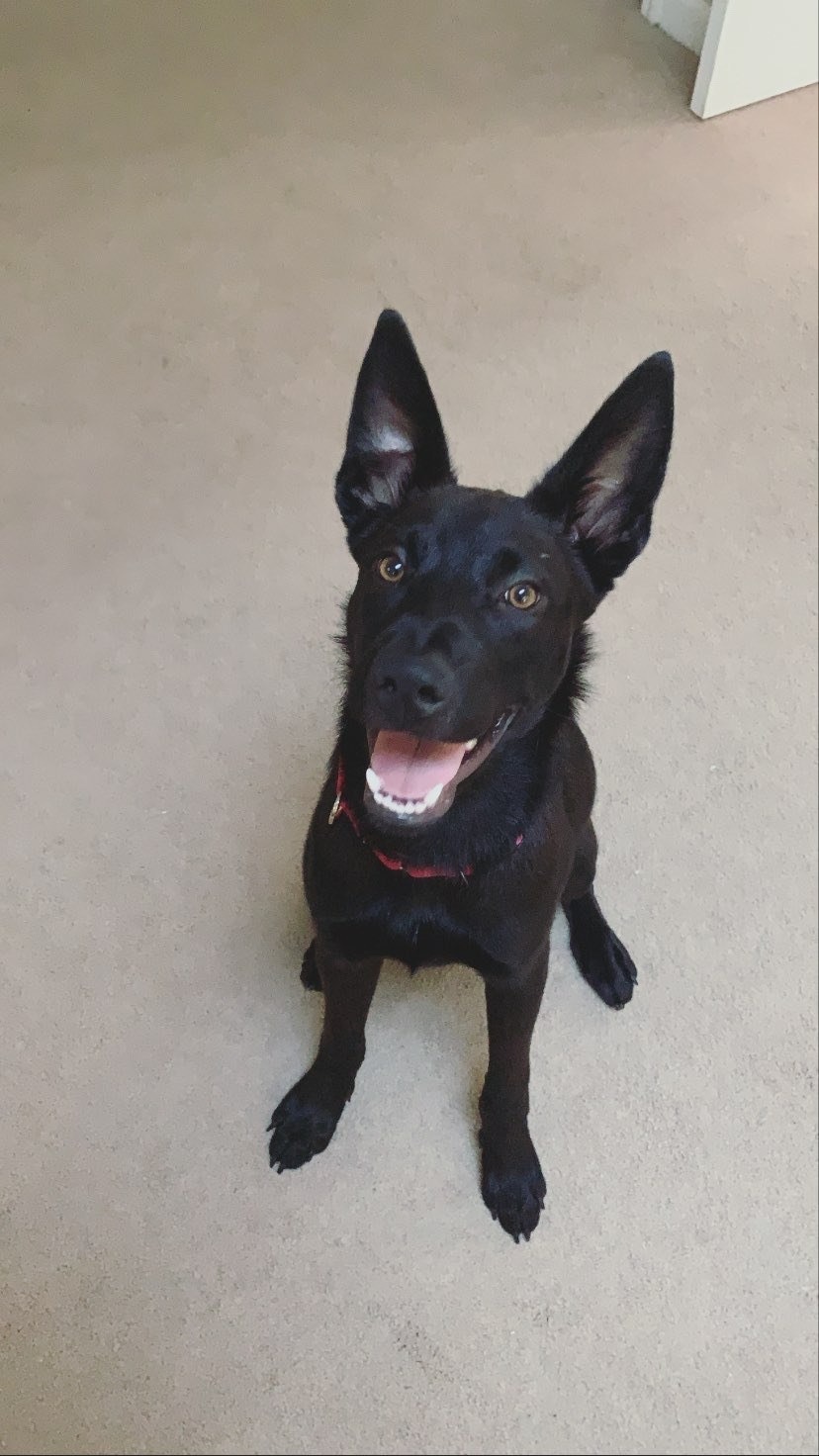 Help Save Chewy from a Life-Threatening Condition campaign photo, 2 of 8