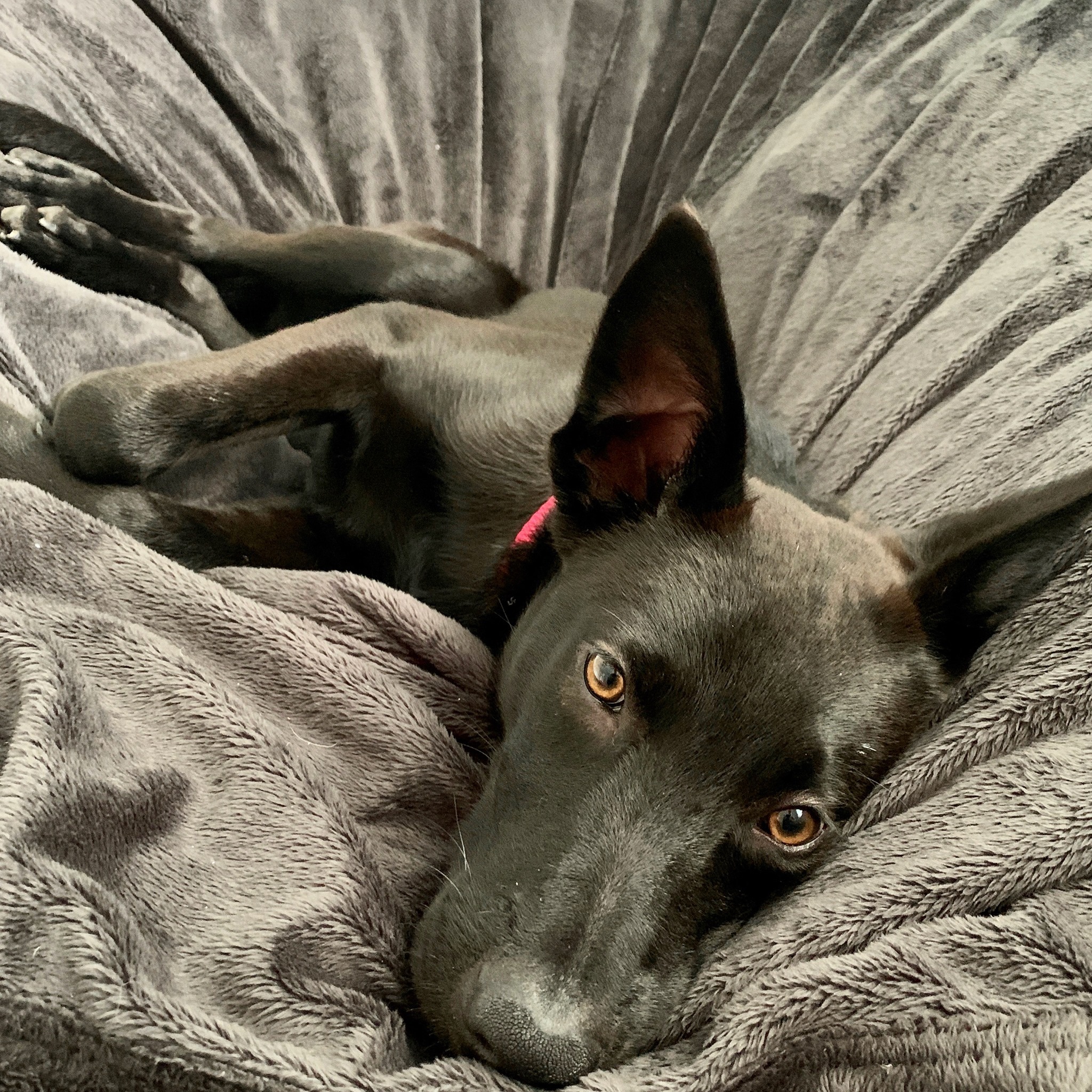 Help Save Chewy from a Life-Threatening Condition campaign photo, 4 of 8