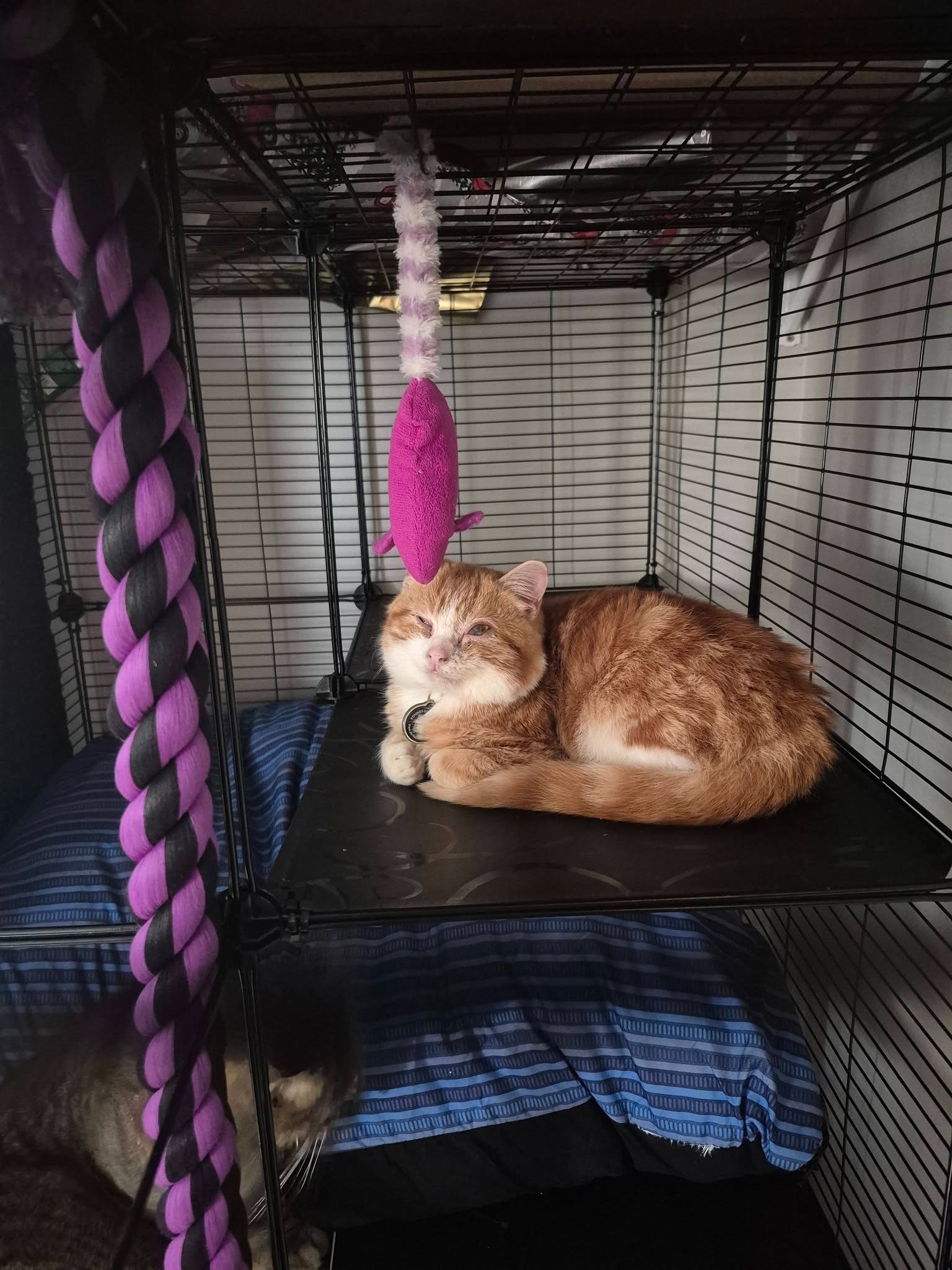 Help give Tom the care he deserves. campaign photo, 6 of 8