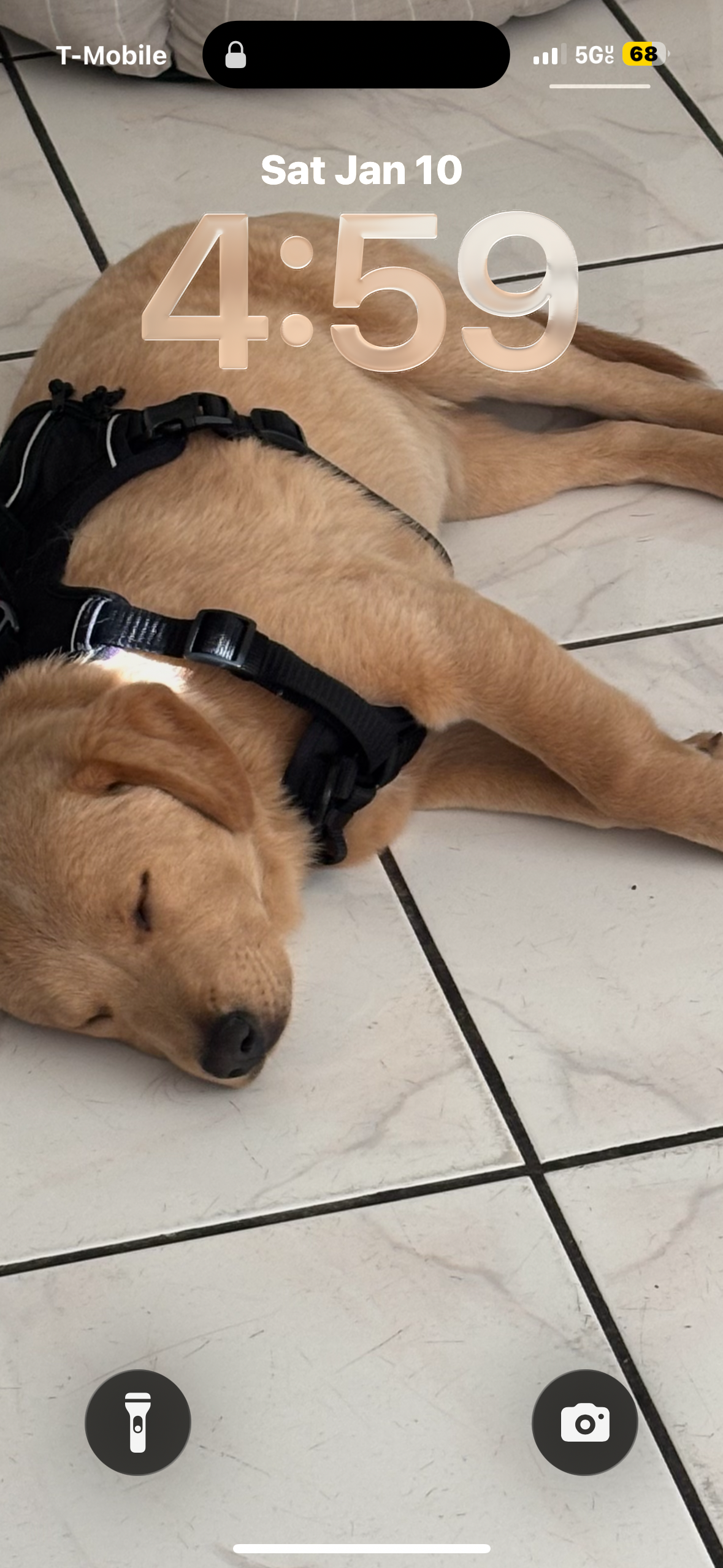 Help Marley Walk Again campaign photo, 6 of 8