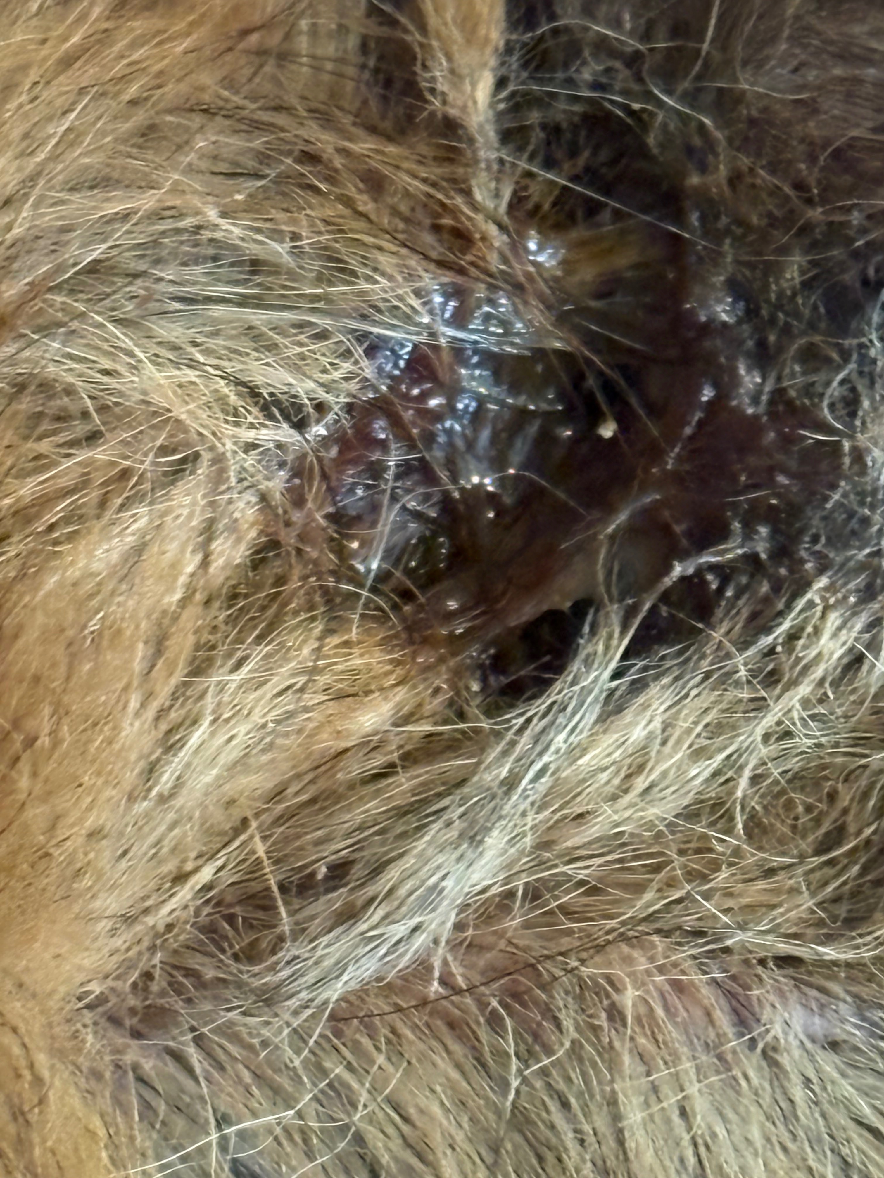 Bear is Fighting for his life campaign photo, 6 of 7