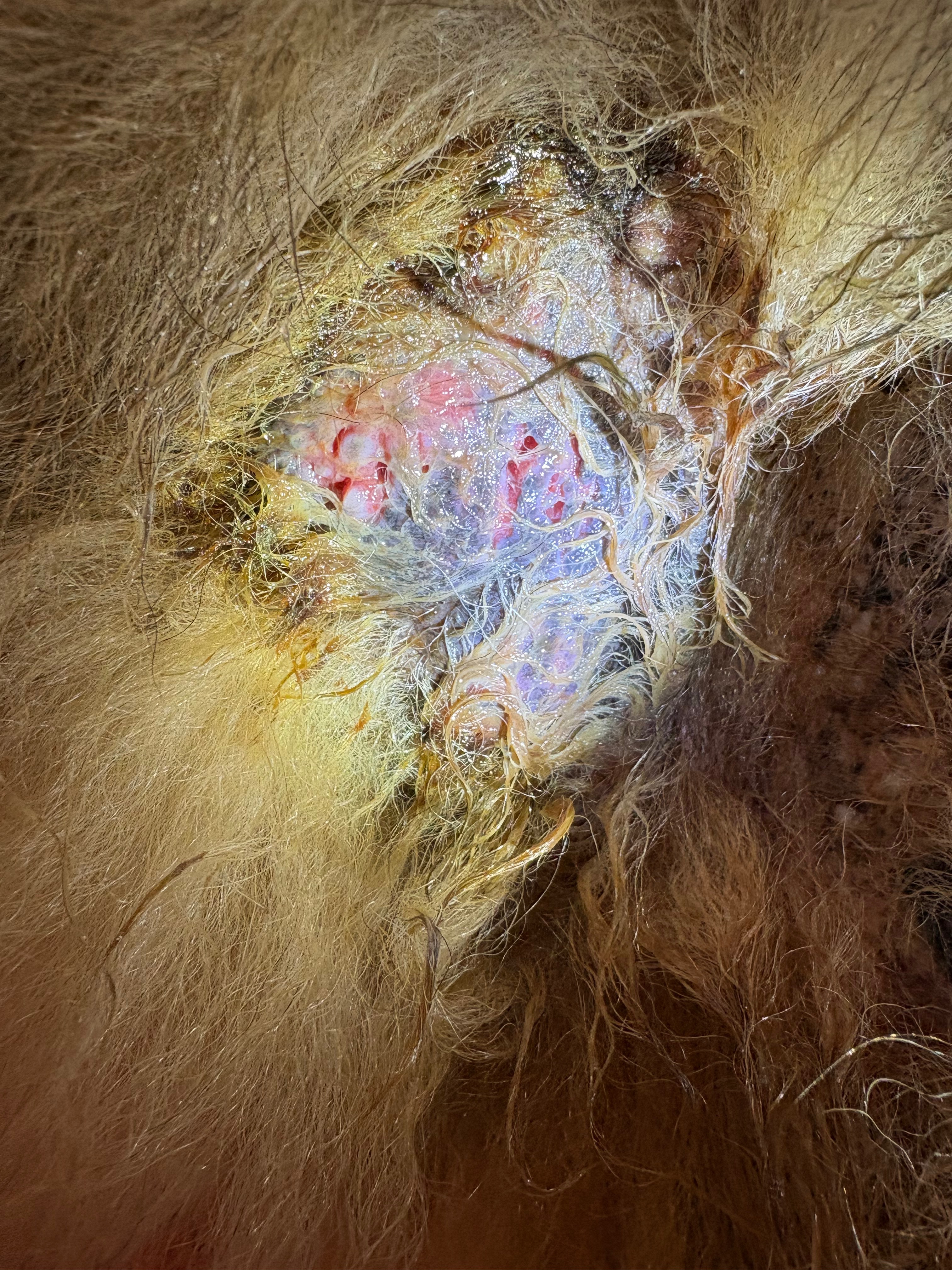 Bear is Fighting for his life campaign photo, 4 of 7