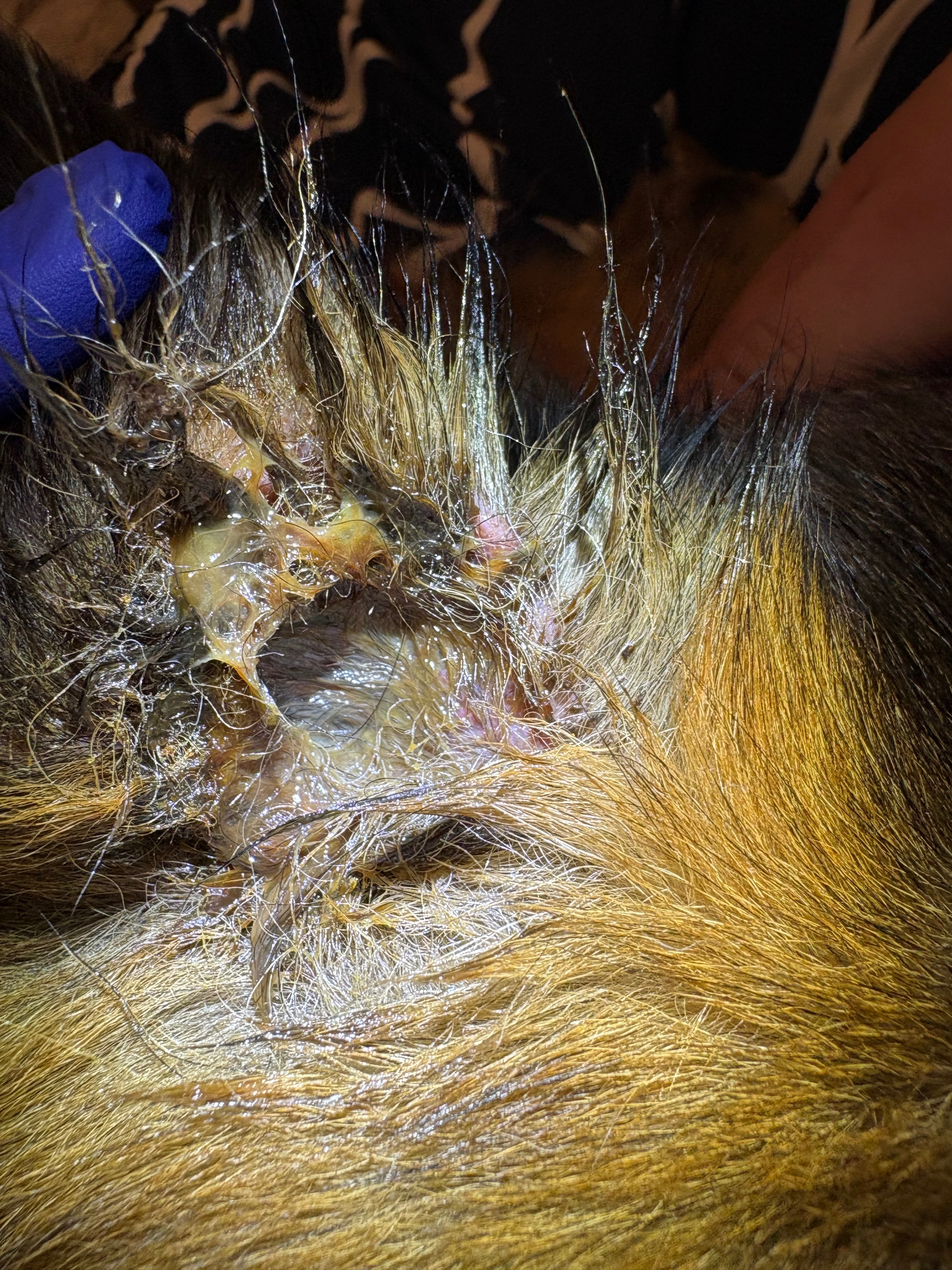 Bear is Fighting for his life campaign photo, 5 of 7