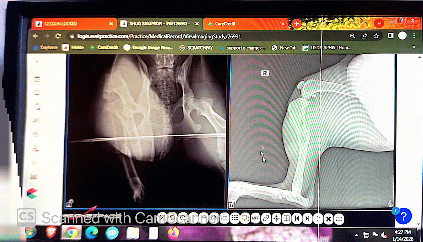 Urgent Surgery for Shug's Broken Femur campaign photo, 2 of 7