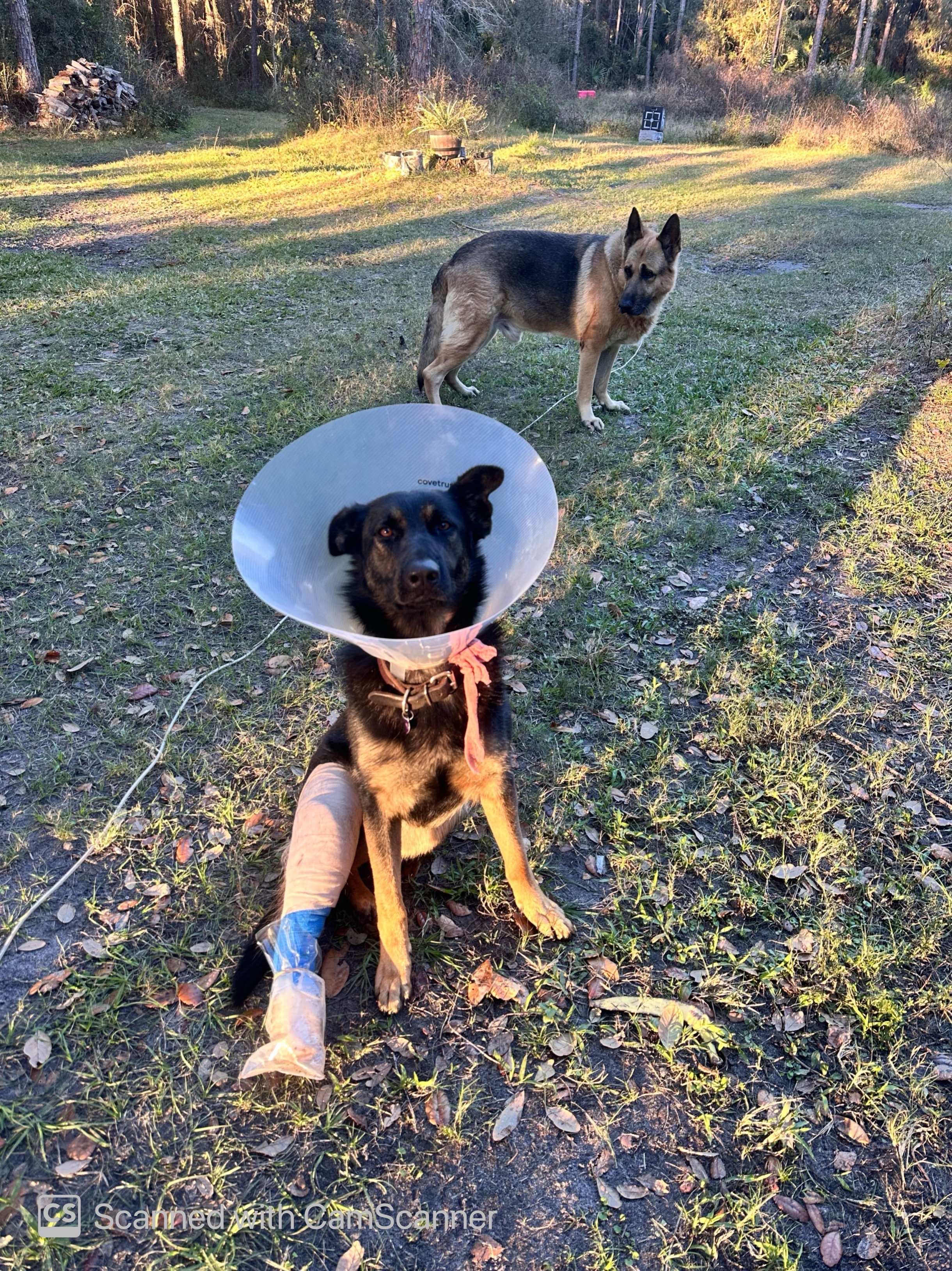 Urgent Surgery for Shug's Broken Femur campaign photo, 4 of 7