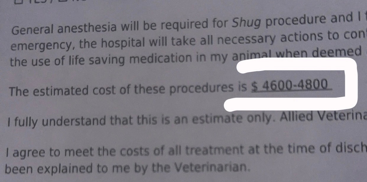 Urgent Surgery for Shug's Broken Femur campaign photo, 5 of 7
