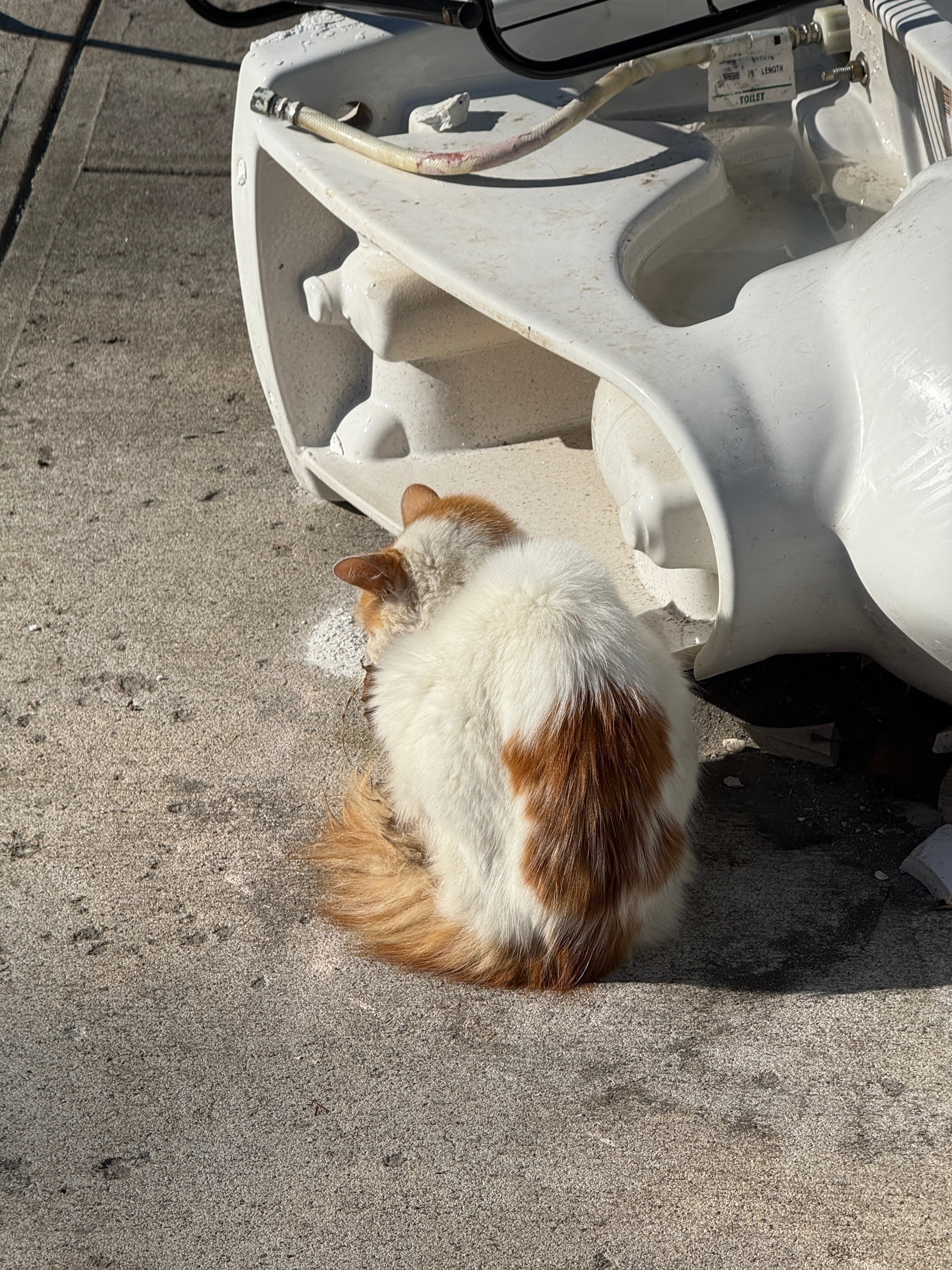 Help Save a Stray Cat in Urgent Need campaign photo, 7 of 8