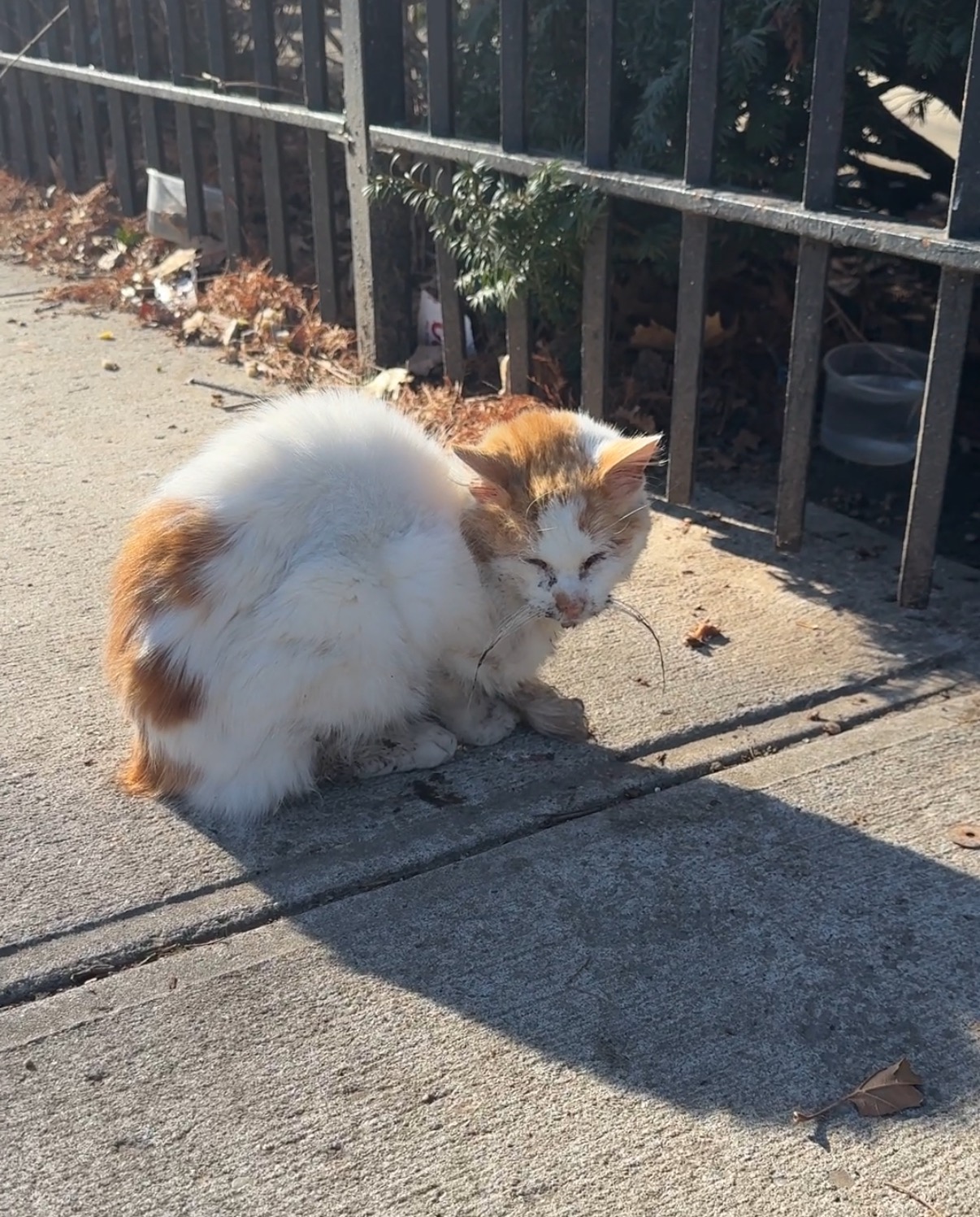 Help Save a Stray Cat in Urgent Need campaign photo, 2 of 8