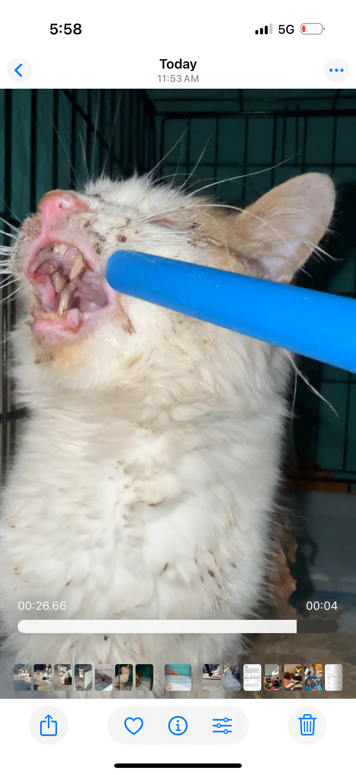 Help Save a Stray Cat in Urgent Need campaign photo, 5 of 8