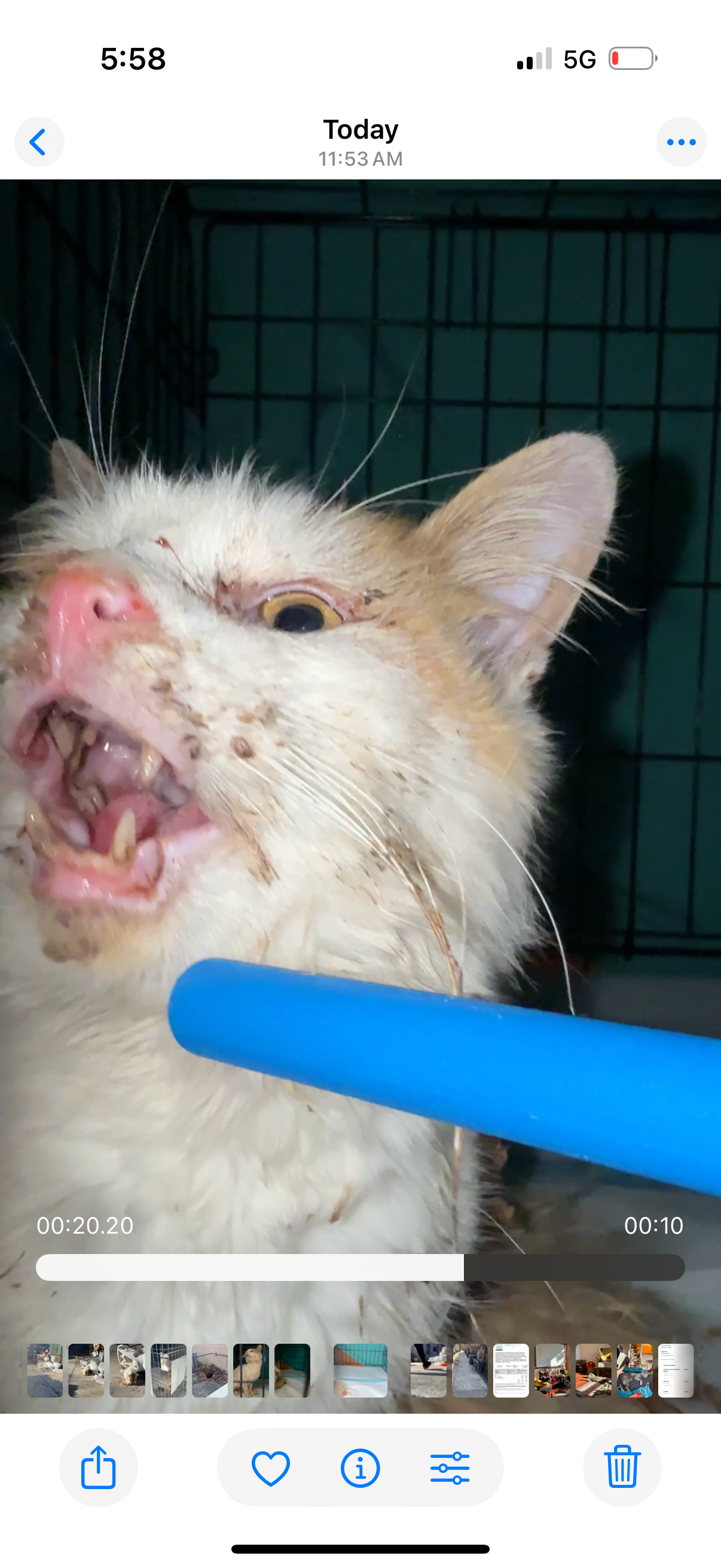 Help Save a Stray Cat in Urgent Need campaign photo, 6 of 8