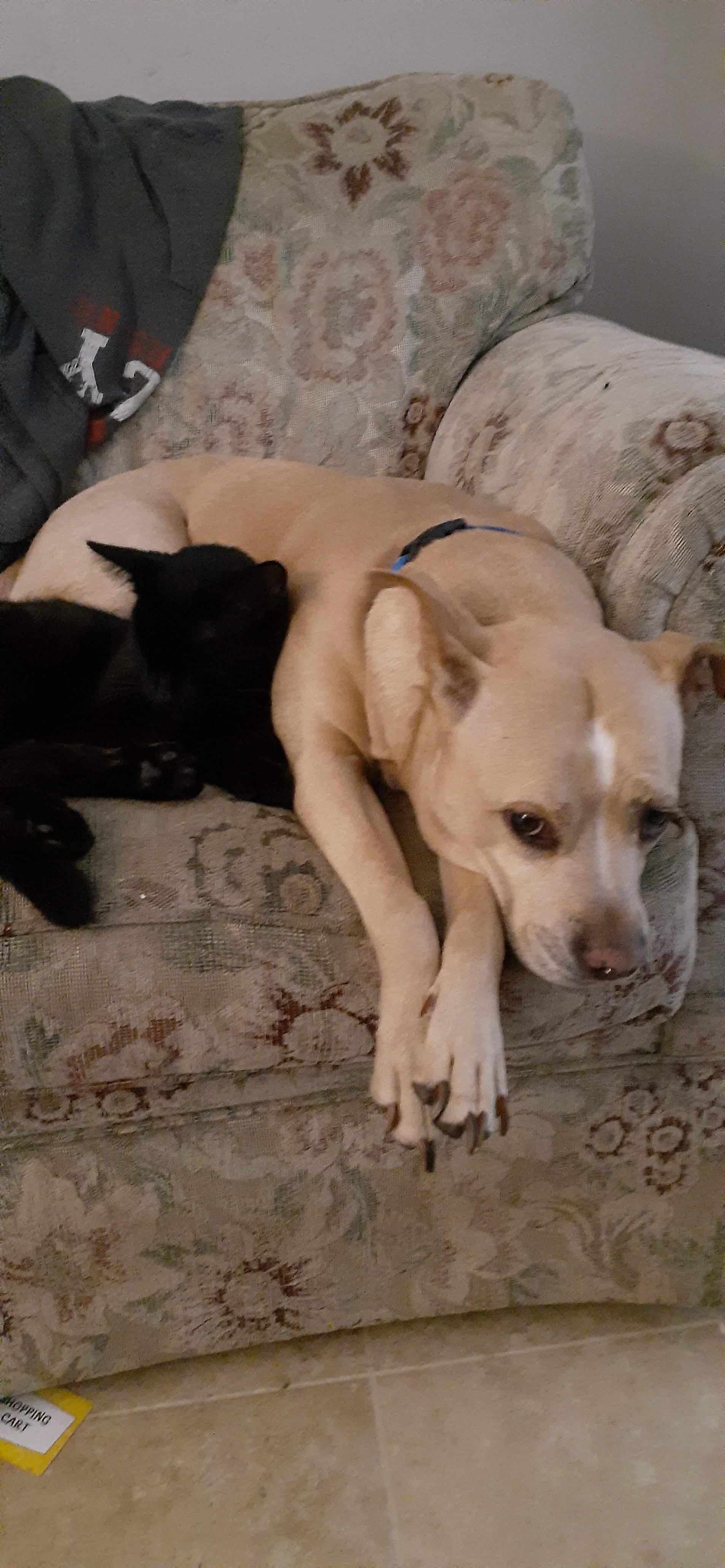 Help Scooby, My Late Son’s Beloved Dog campaign photo, 4 of 5