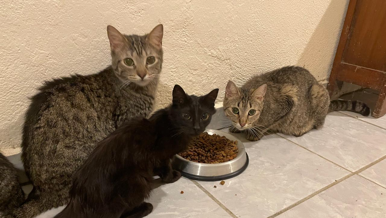 DONA ALIMENTO A UN GATITO photo