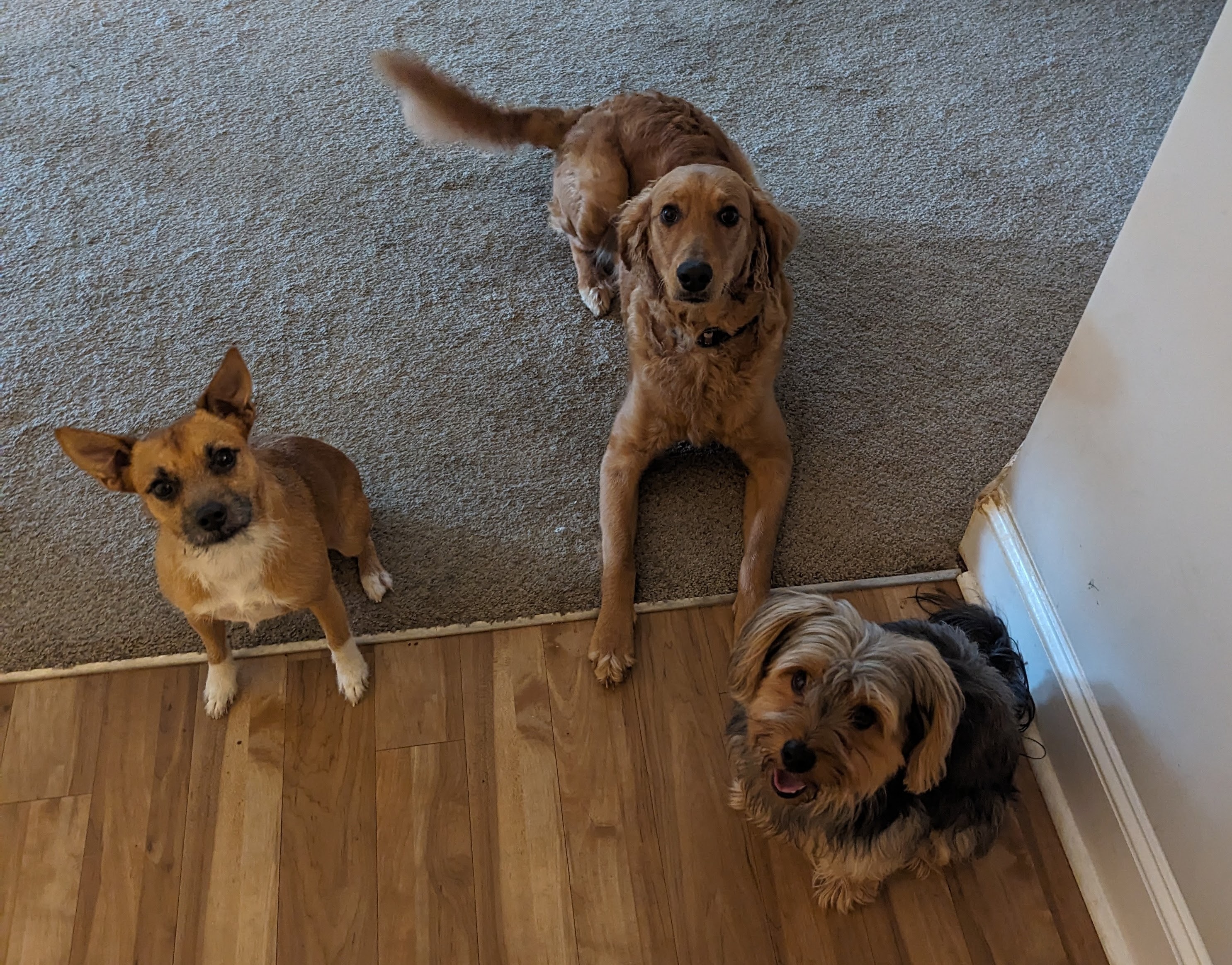 Help Save Nala’s Life with Urgent Surgery campaign photo, 2 of 5