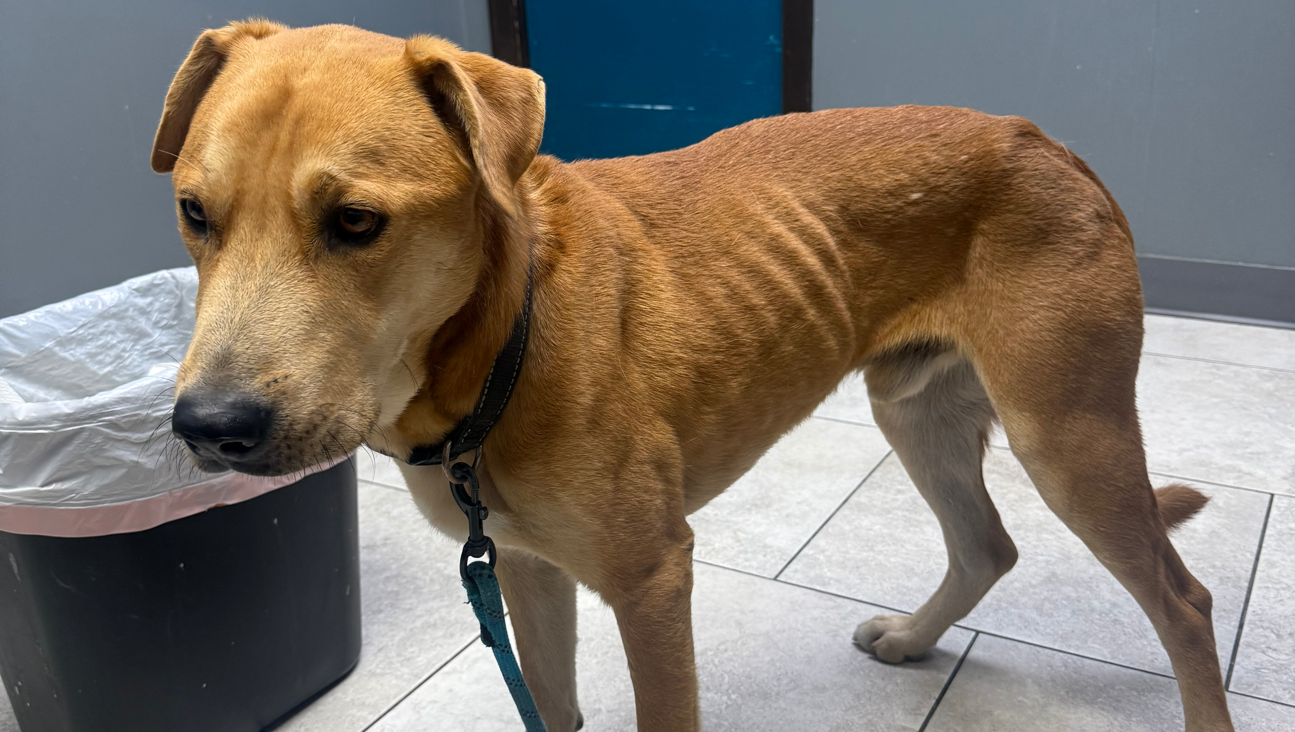 Fundraiser by Cynthia Martinez : Help Harley Get the Medical ...