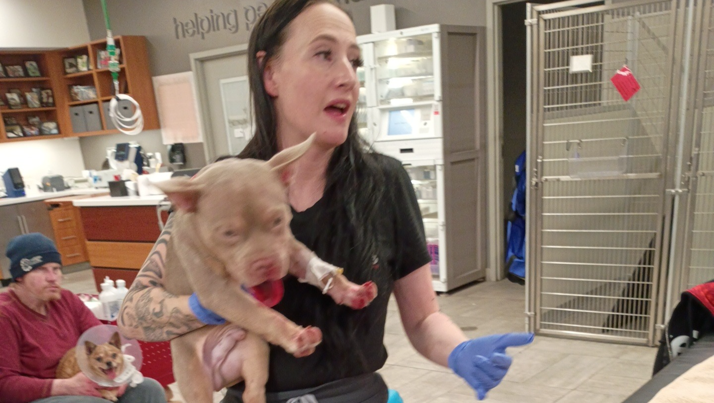 Help Kratos Get Life-Saving Treatment photo