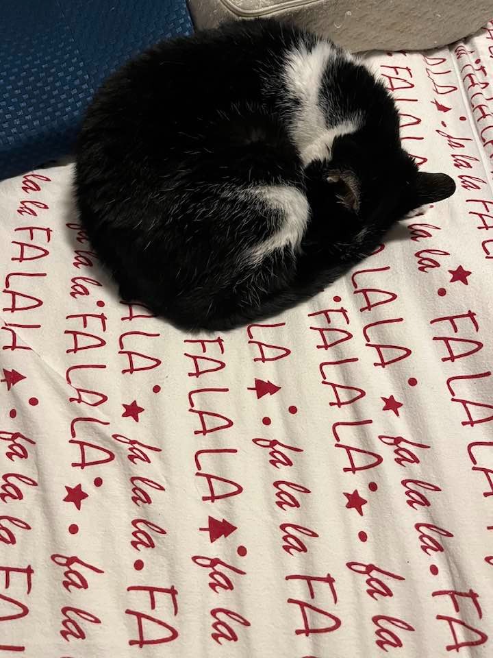 Help Zoe Get Lifesaving Medical Care campaign photo, 2 of 8