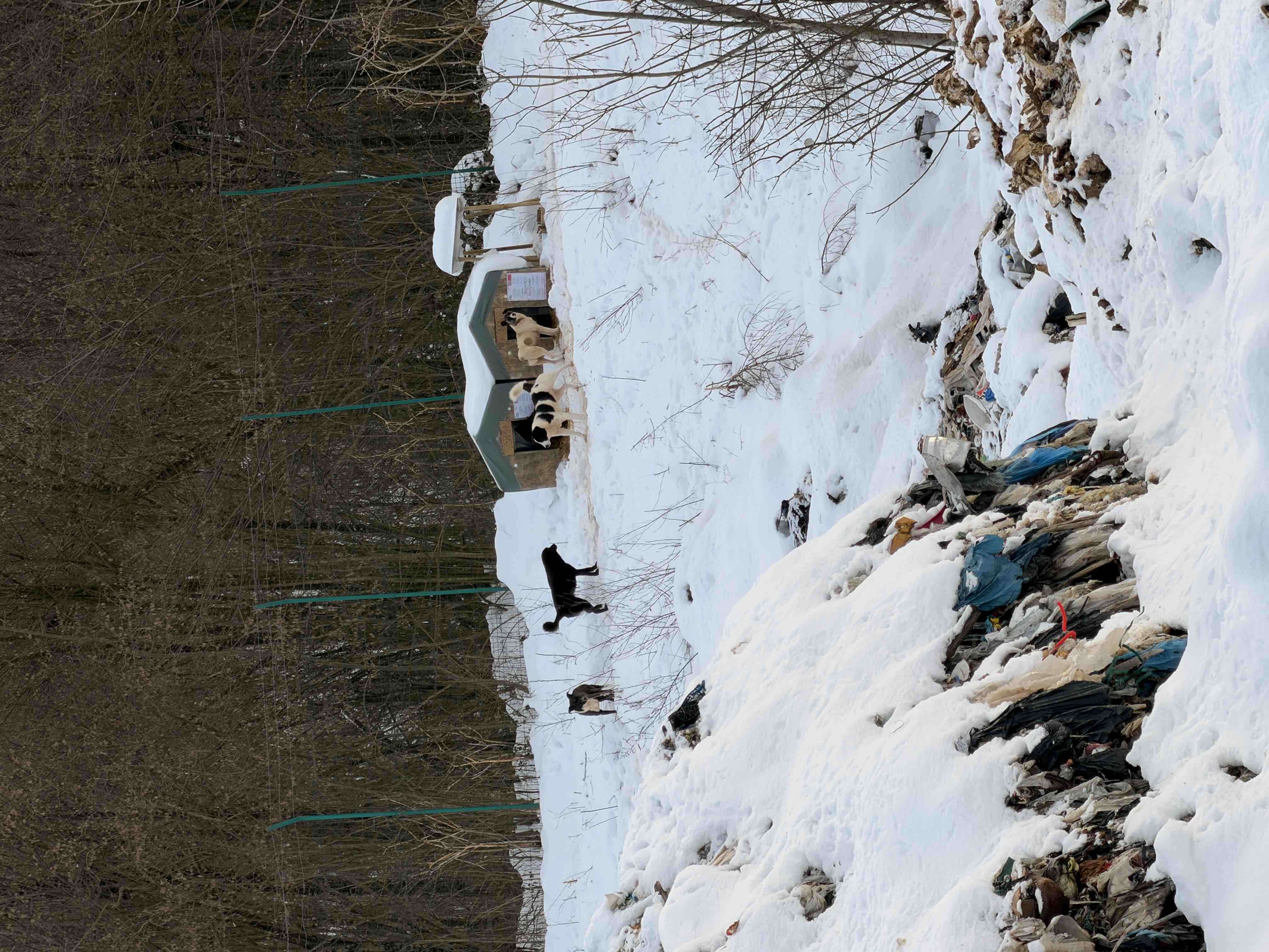 Hunderettung in Bosnien campaign photo, 7 of 8