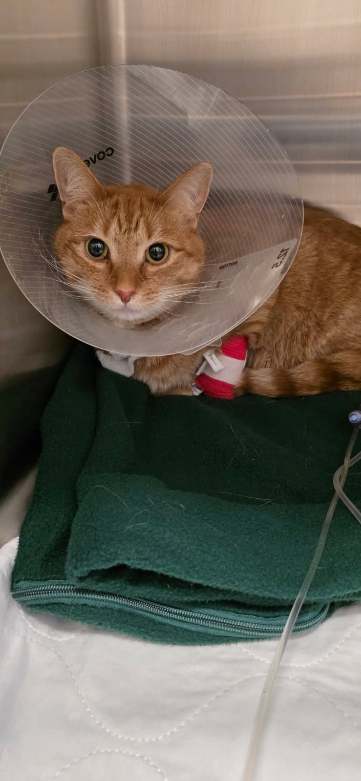 Sunbeam Needs Surgery: Help Us Save Him campaign photo, 7 of 8