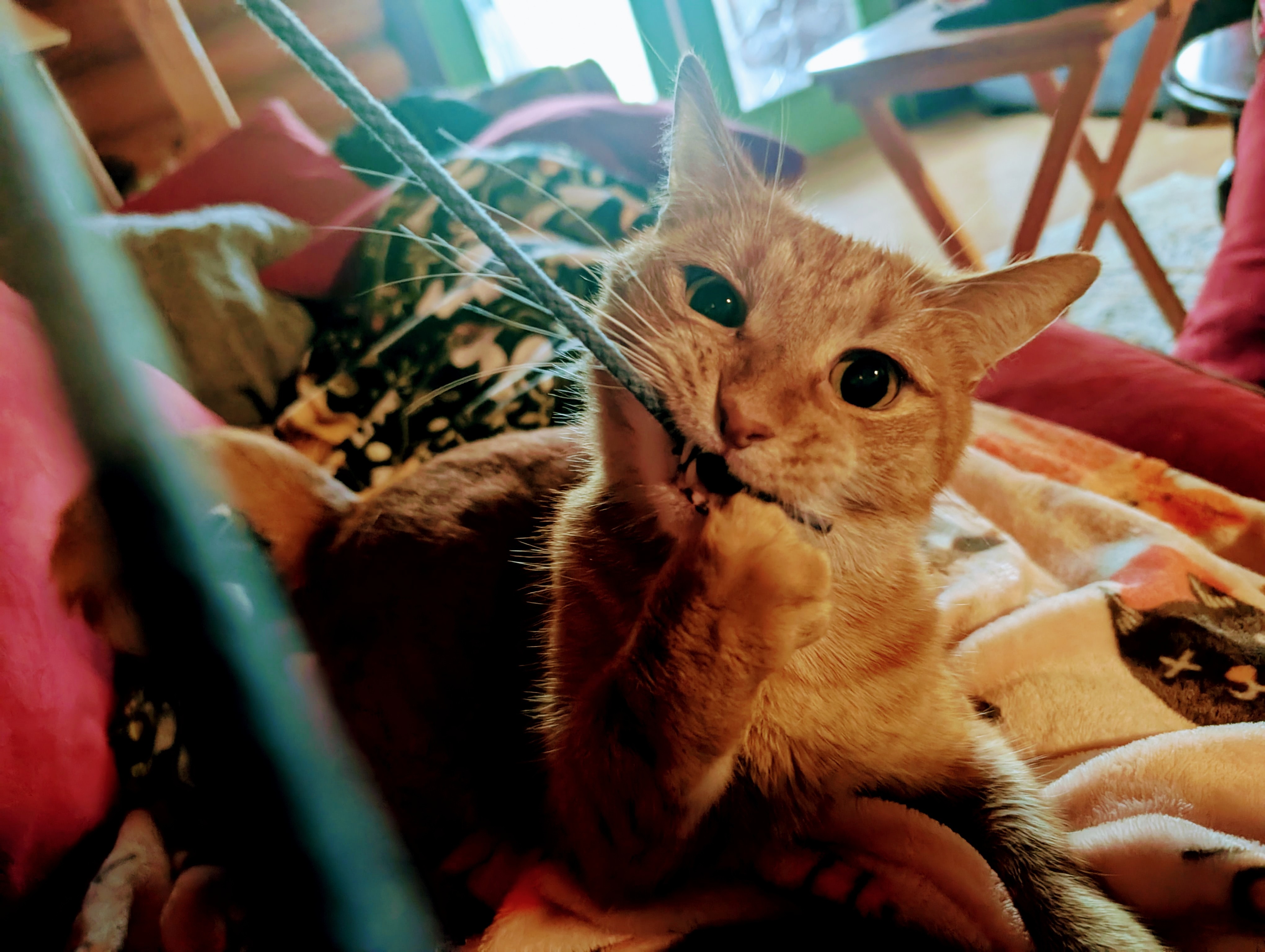 Sunbeam Needs Surgery: Help Us Save Him campaign photo, 4 of 8