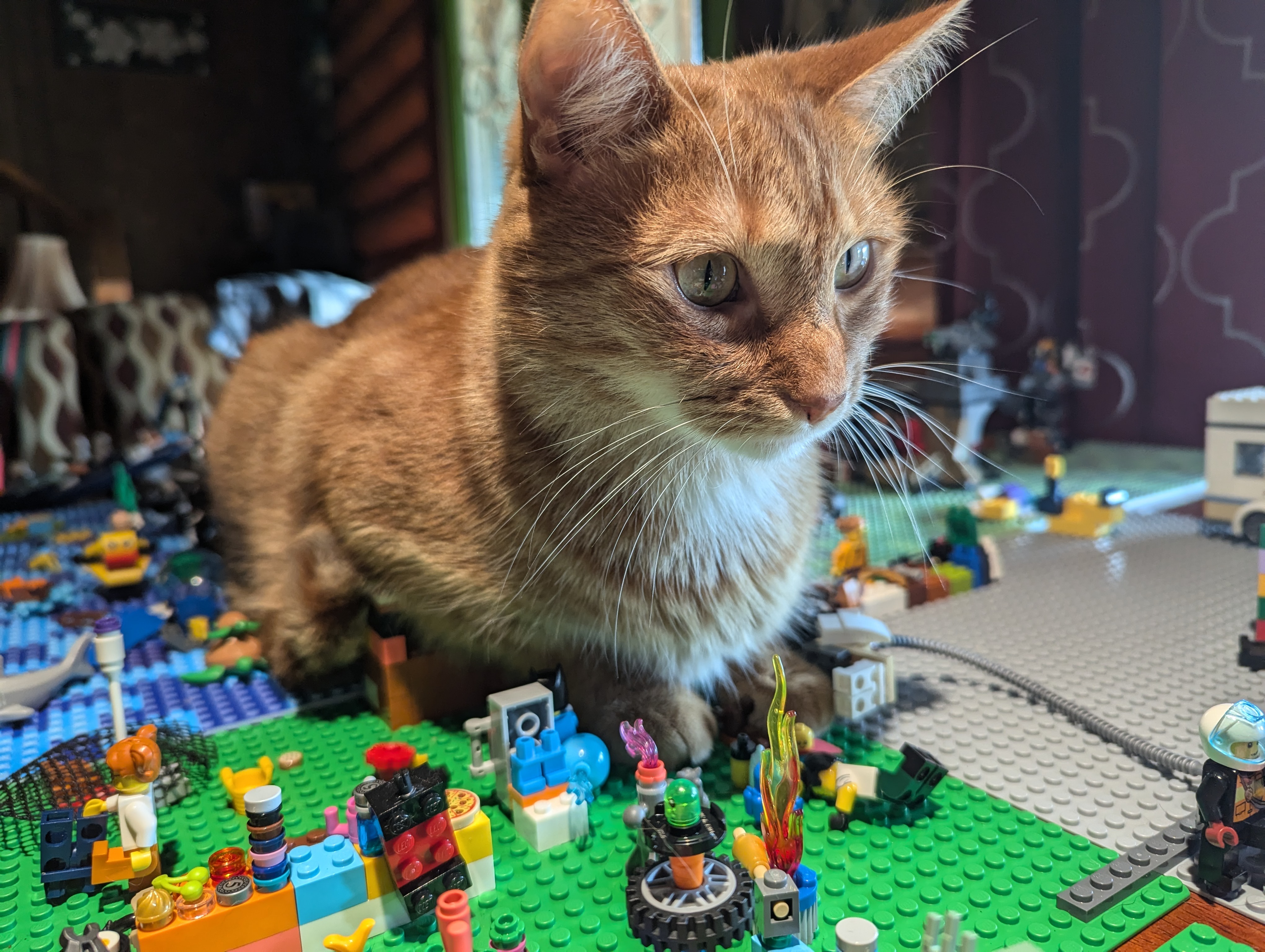 Sunbeam Needs Surgery: Help Us Save Him campaign photo, 6 of 8