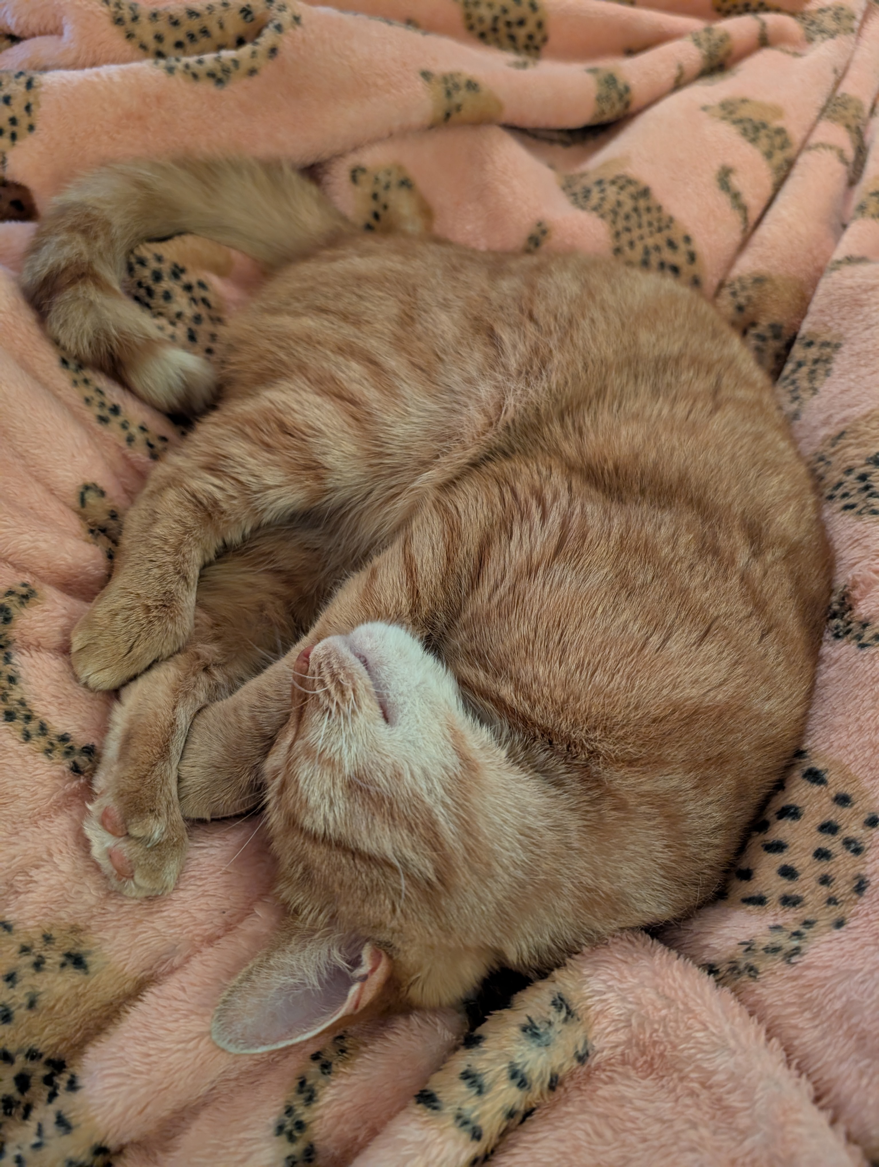 Sunbeam Needs Surgery: Help Us Save Him campaign photo, 5 of 8