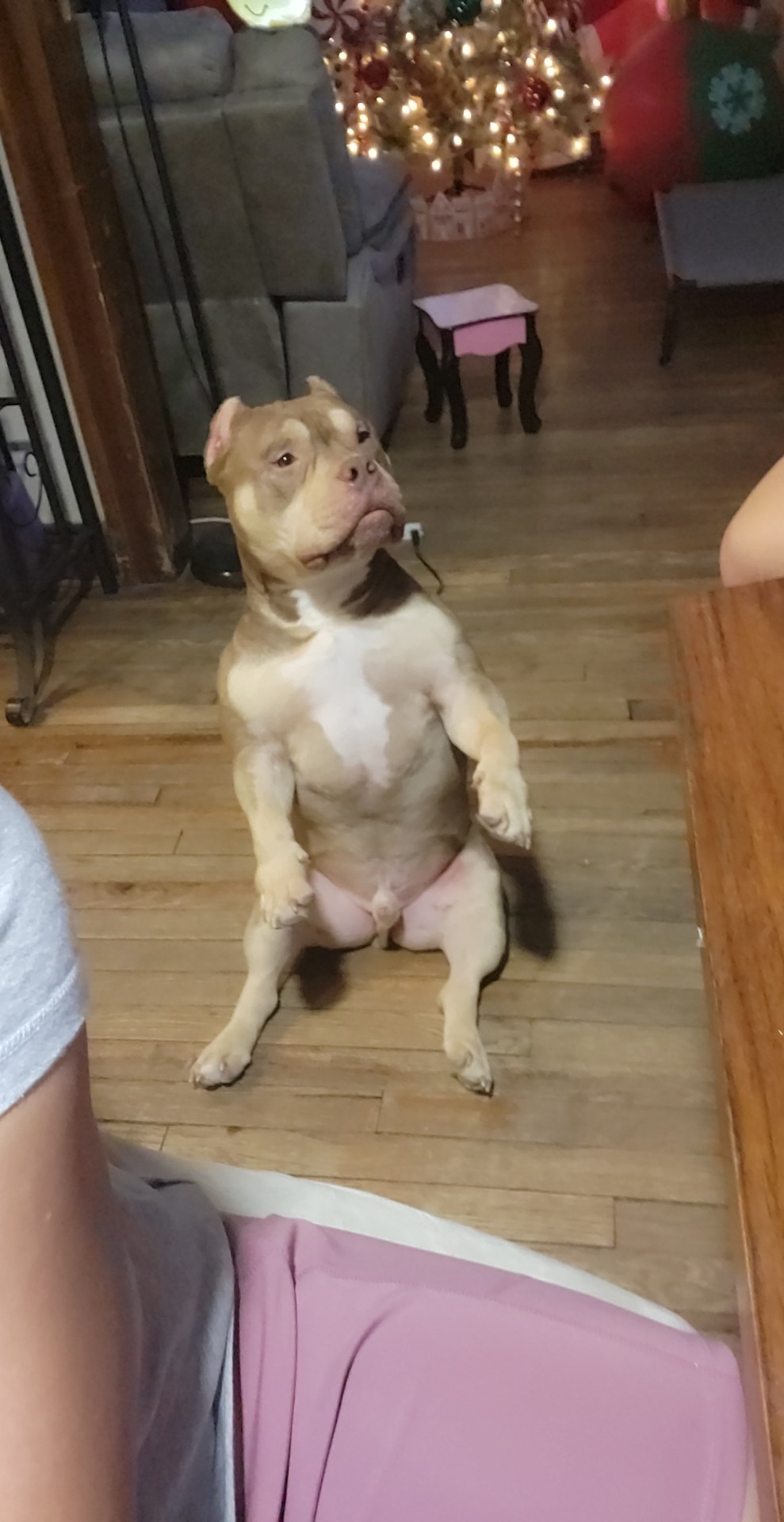 Urgent Care for Sweet Dinero After Attack campaign photo, 2 of 8