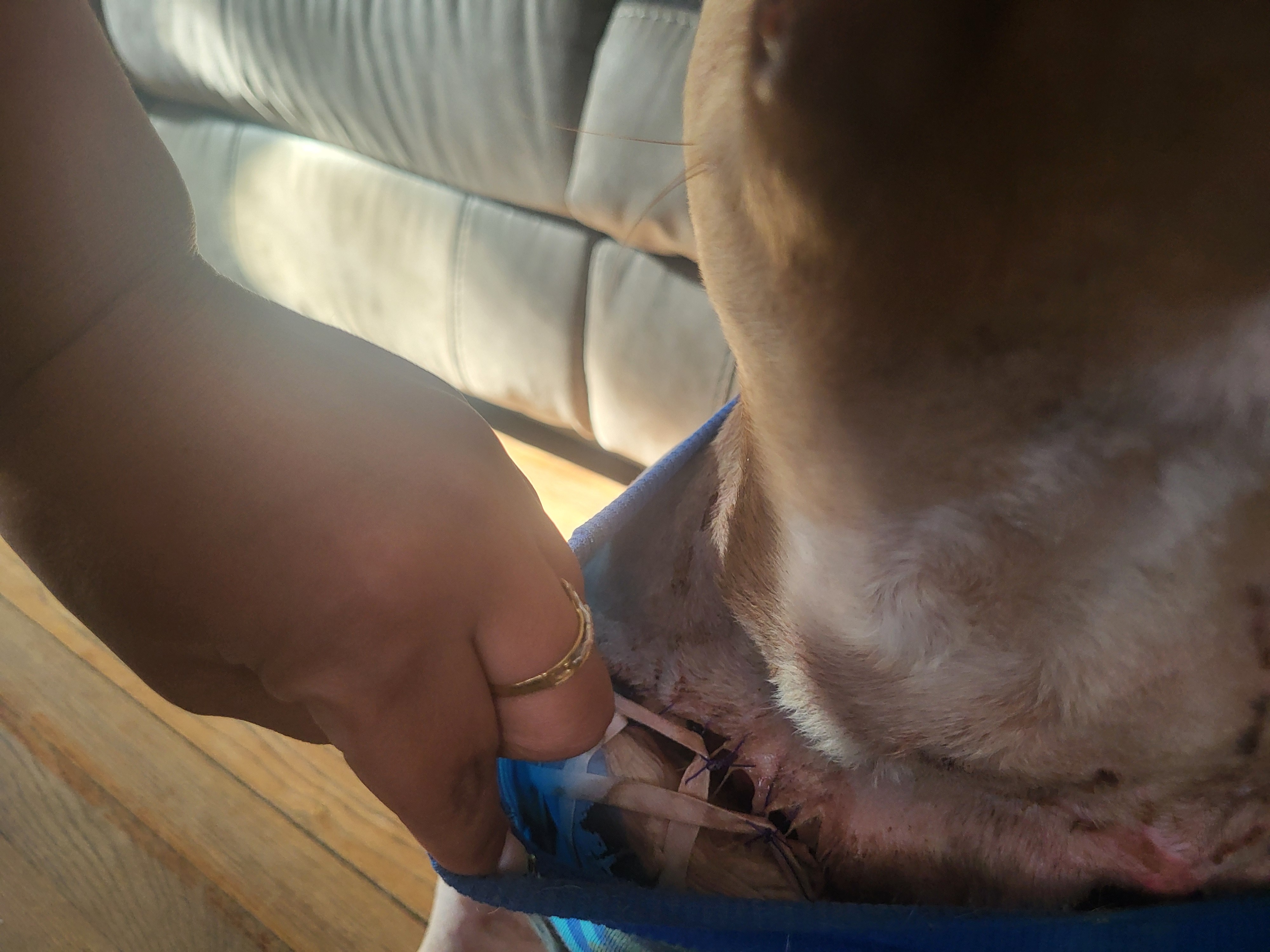 Urgent Care for Sweet Dinero After Attack campaign photo, 5 of 8