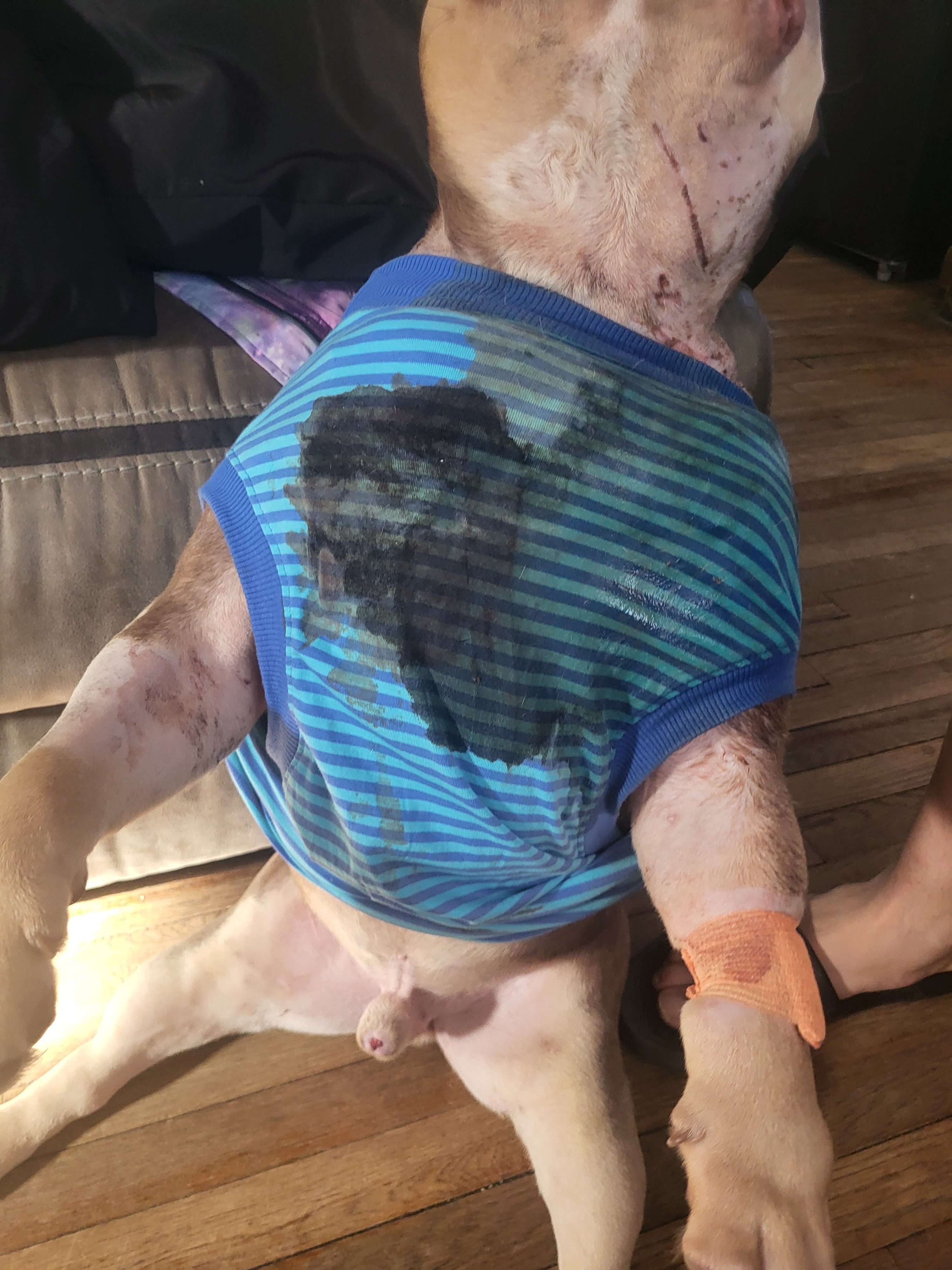 Urgent Care for Sweet Dinero After Attack campaign photo, 6 of 8