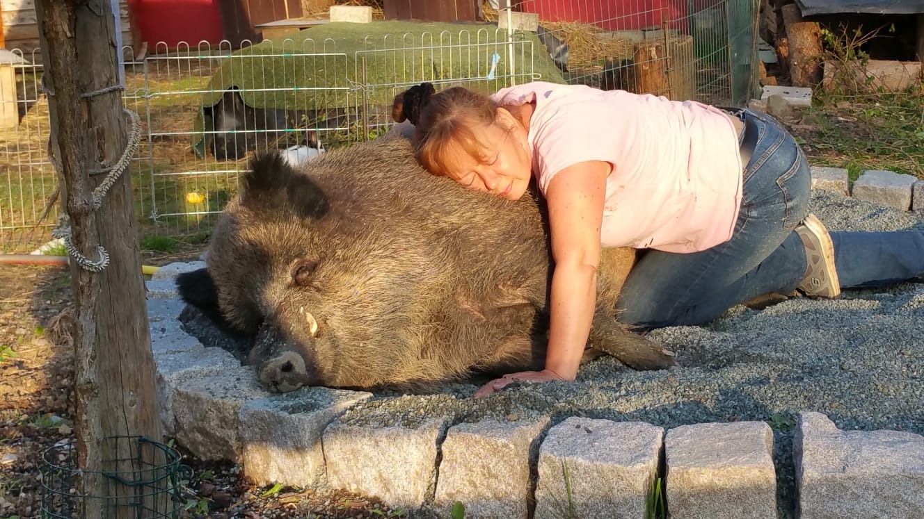 Schwere Sturmschäden nach Unwetter! Gnadenhof für Wildtiere campaign photo, 4 of 8