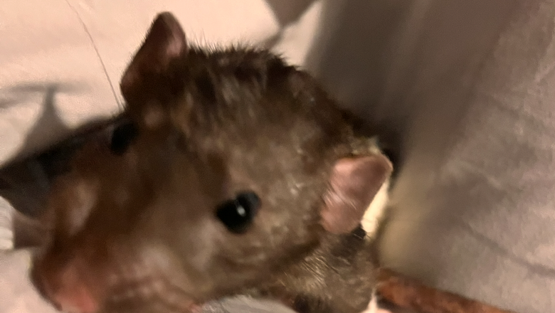 afford to remove a tumor photo