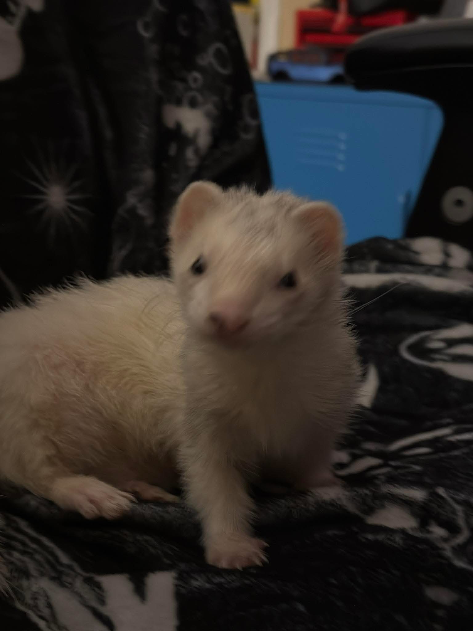 Help Damien Bring His Ferret’s Ashes Home campaign photo, 6 of 7