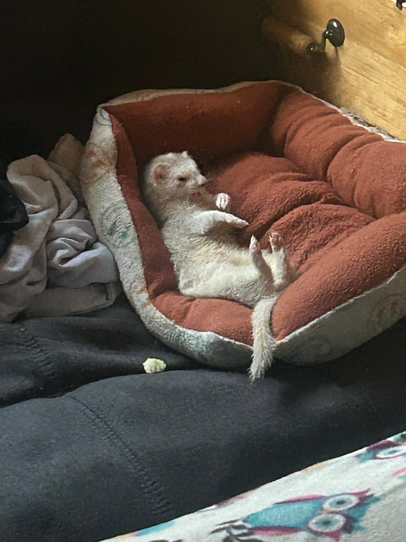 Help Damien Bring His Ferret’s Ashes Home campaign photo, 2 of 7