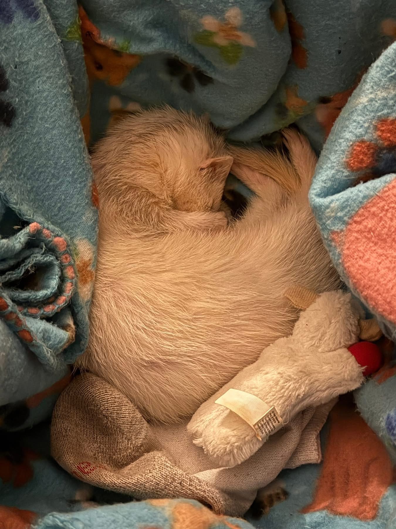 Help Damien Bring His Ferret’s Ashes Home campaign photo, 4 of 7