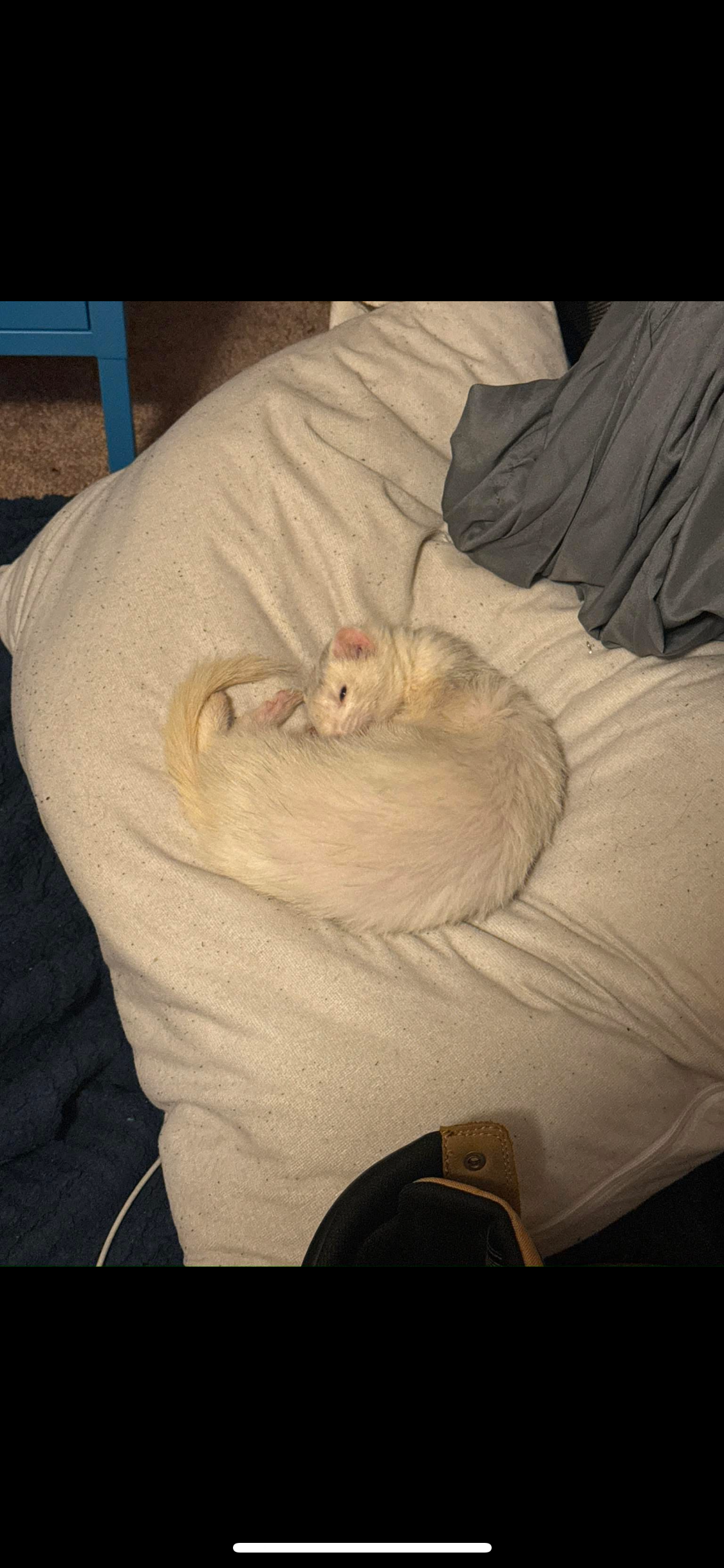 Help Damien Bring His Ferret’s Ashes Home campaign photo, 5 of 7