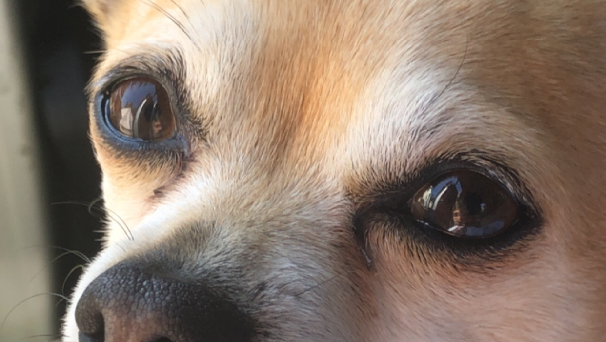 heart failure dog photo