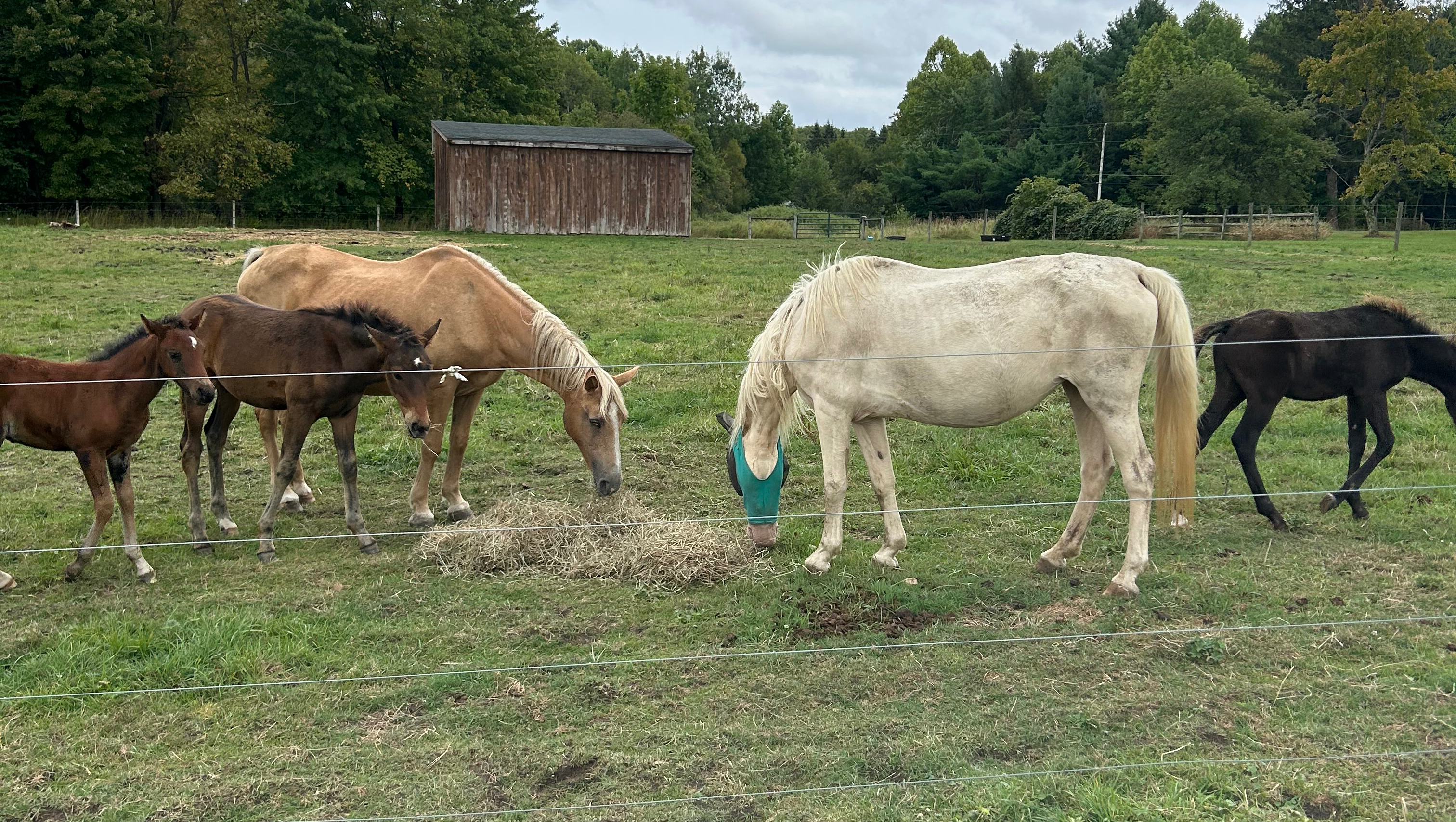 Fundraiser by Amanda Dunwoody : Help Bring Rescued Horses to Their New Home