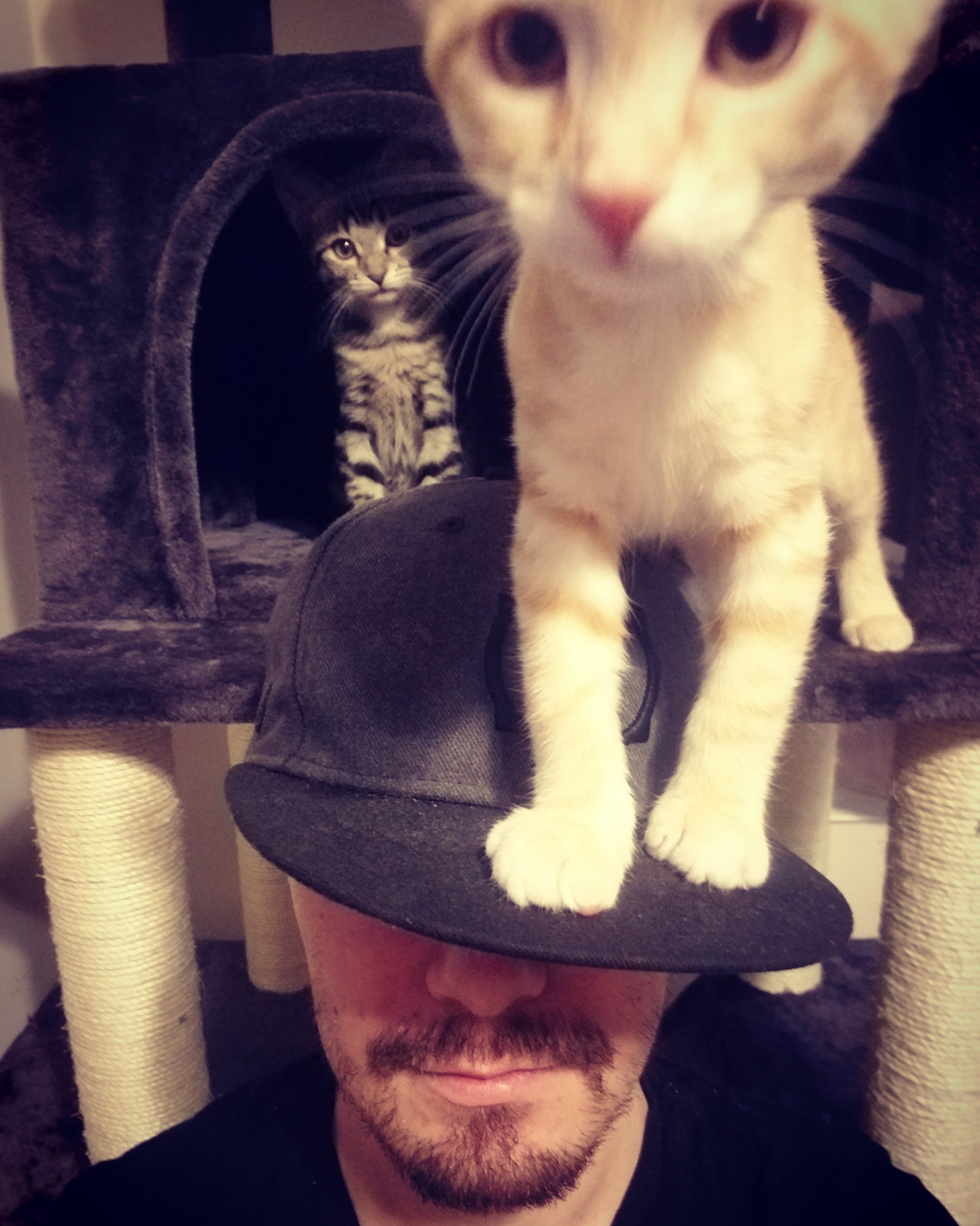 Fundraiser by Brian S : Help Strife Care for Cloud and Tifa's Vet Bills